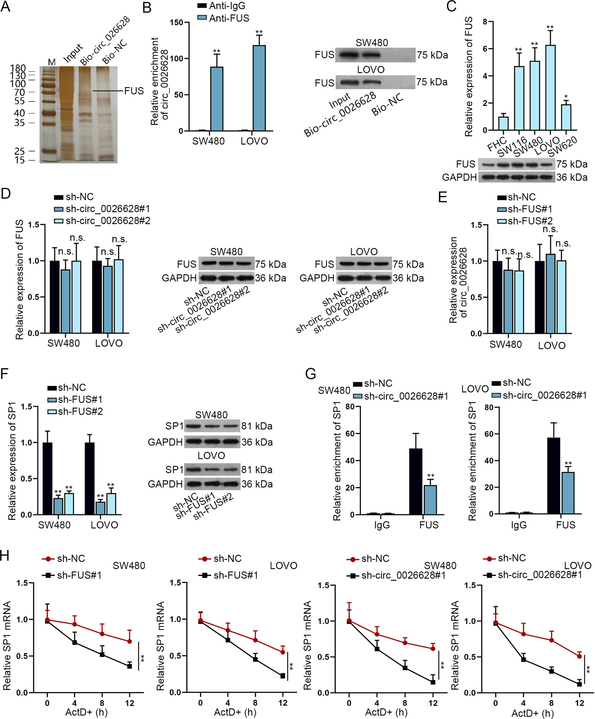Fig. 5: Circ_0026628 recruited FUS to stabilize SP1.