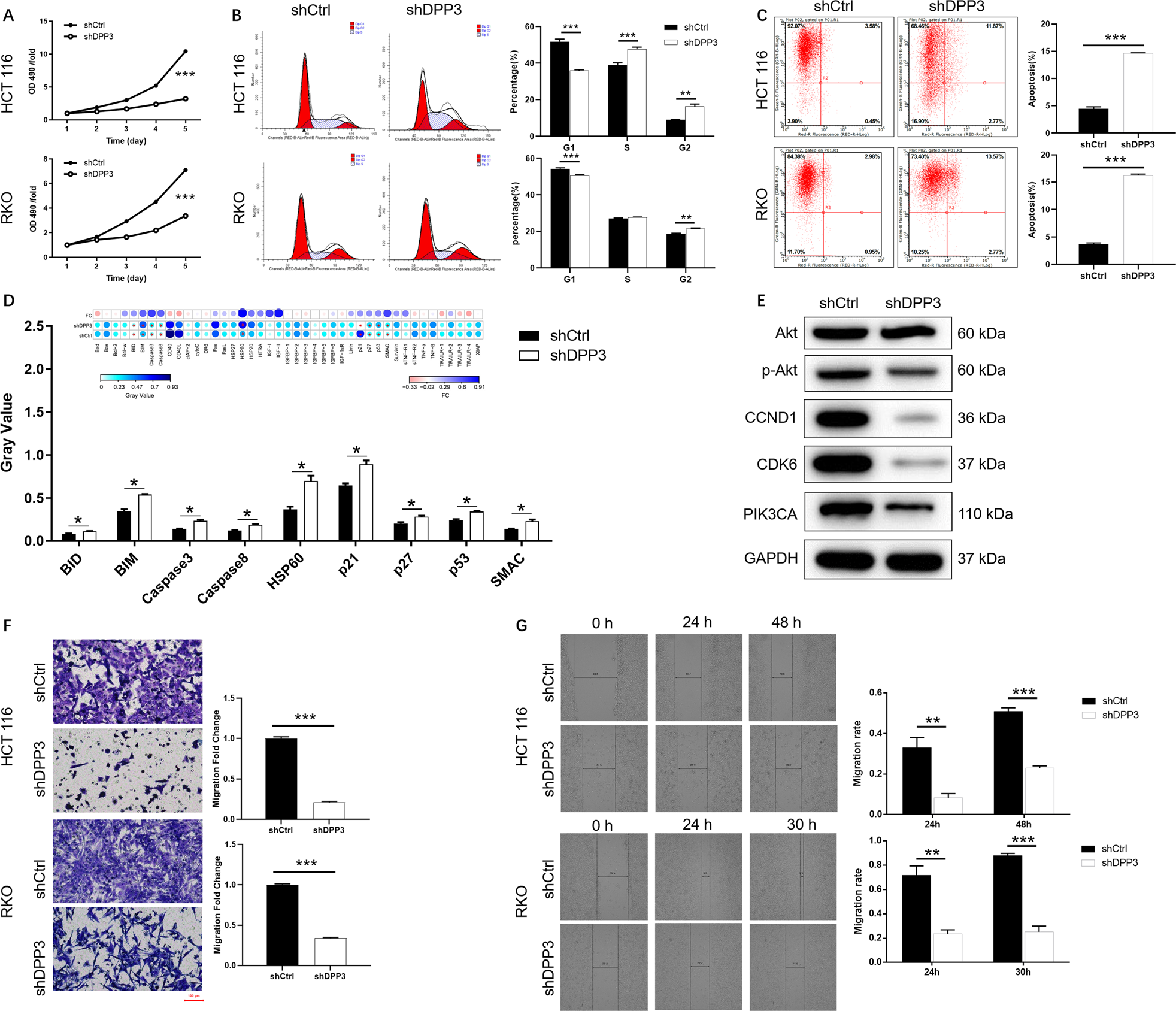 Fig. 2: DPP3 knockdown inhibited CRC development in vitro.