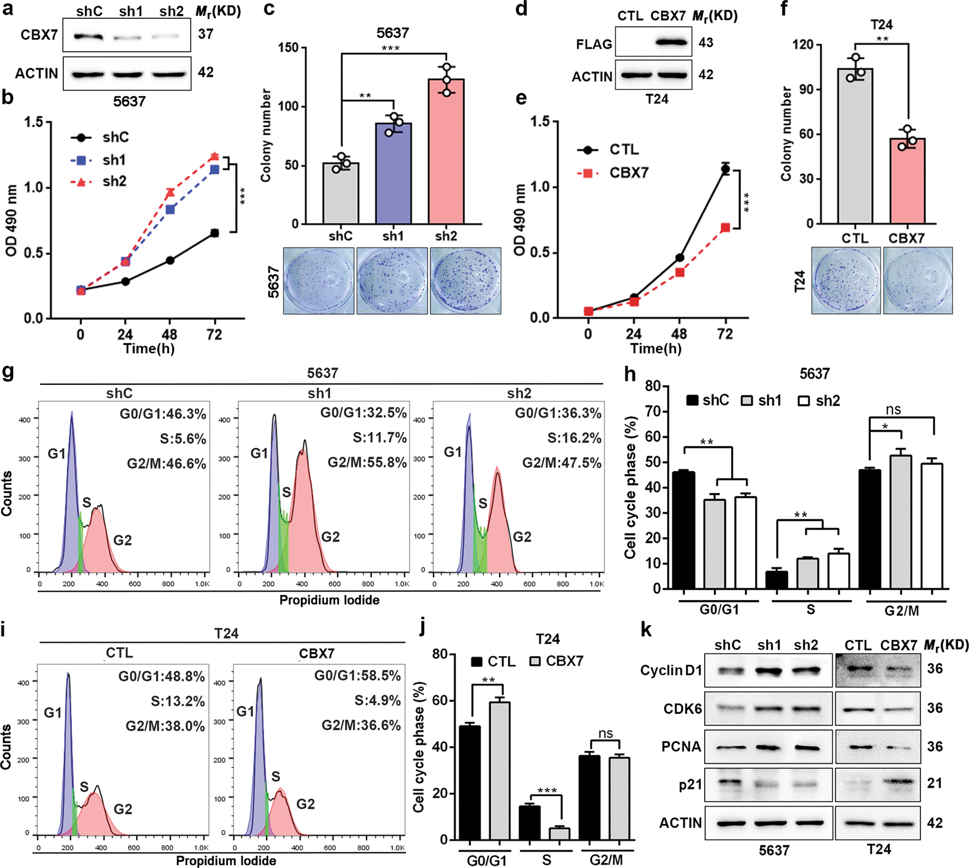 Fig. 2: CBX7 inhibits UBC cells proliferation through the induction of cell cycle arrest.