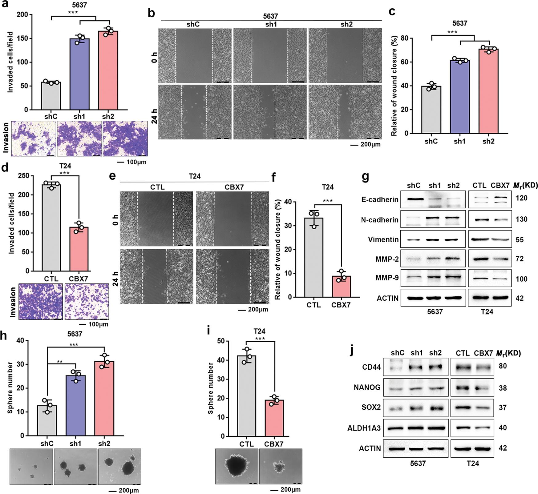 Fig. 3: CBX7 suppresses UBC cells invasion, migration, and stemness.