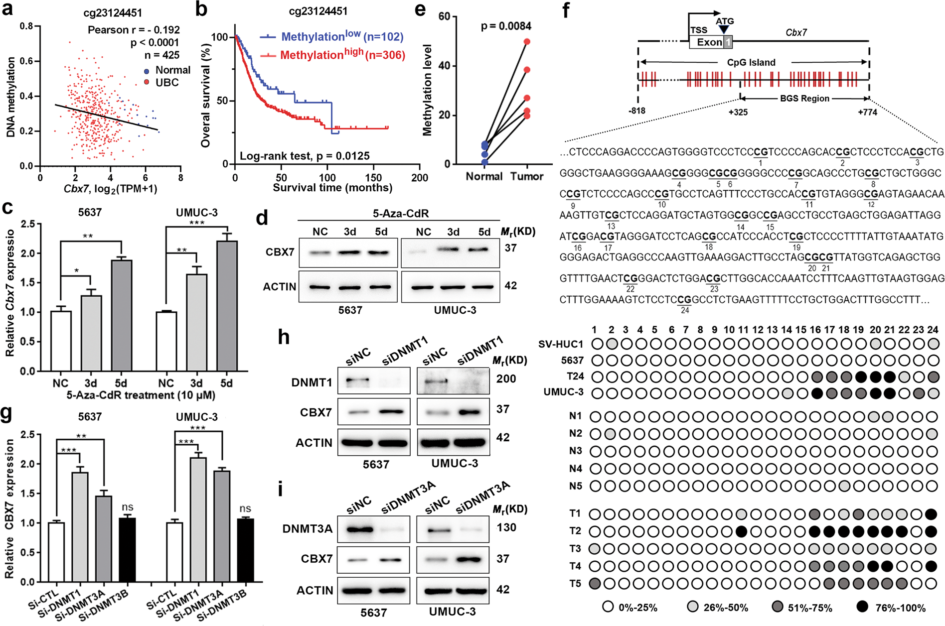 Fig. 4: CBX7 is inactivated by promoter hypermethylation mediated by DNMT1 and DNMT3A in UBC.