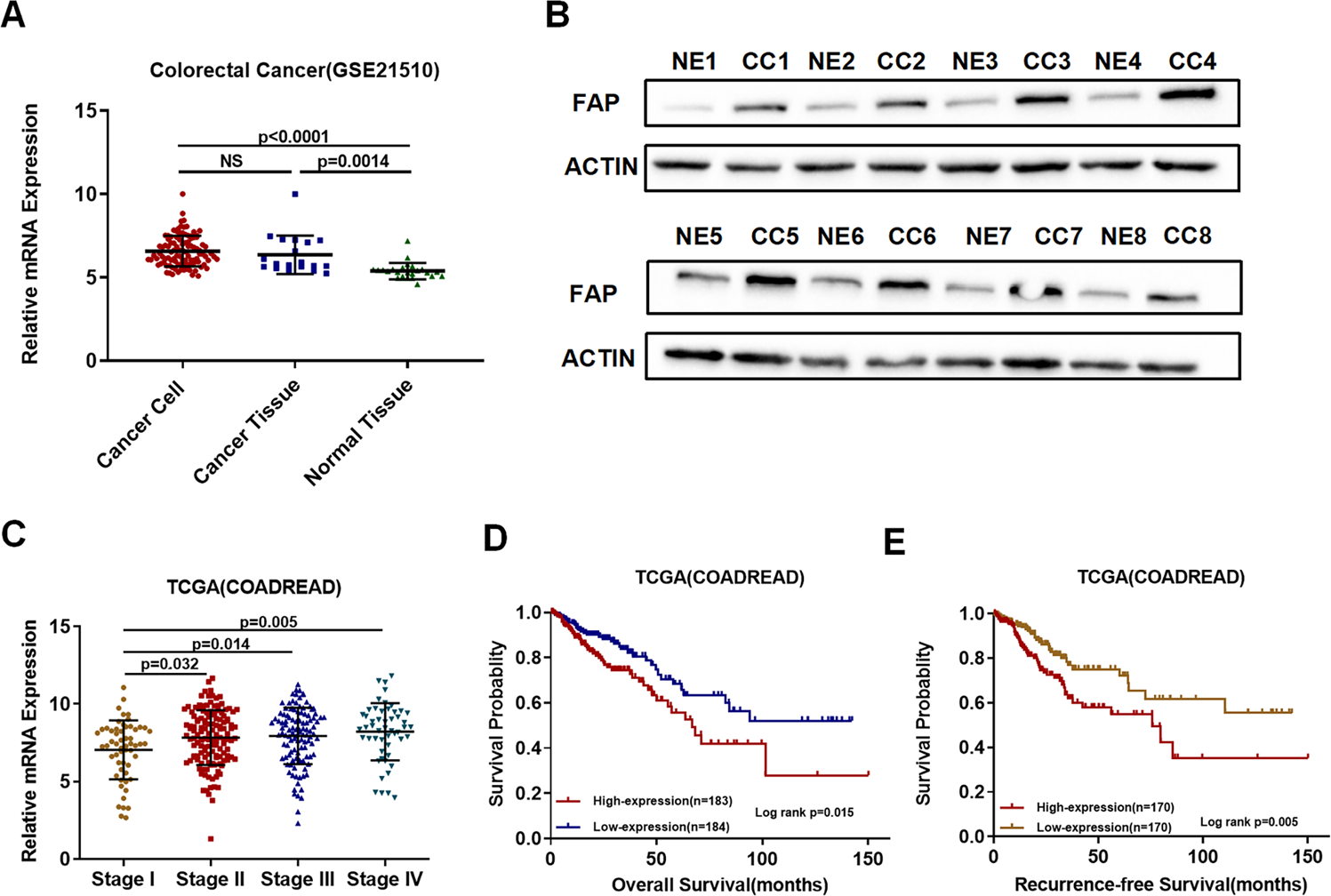 LS Models nude fap Colorectal cancer cell intrinsic fibroblast activation protein alpha binds  to Enolase1 and activates NF-κB pathway to promote metastasis | Cell Death  & Disease