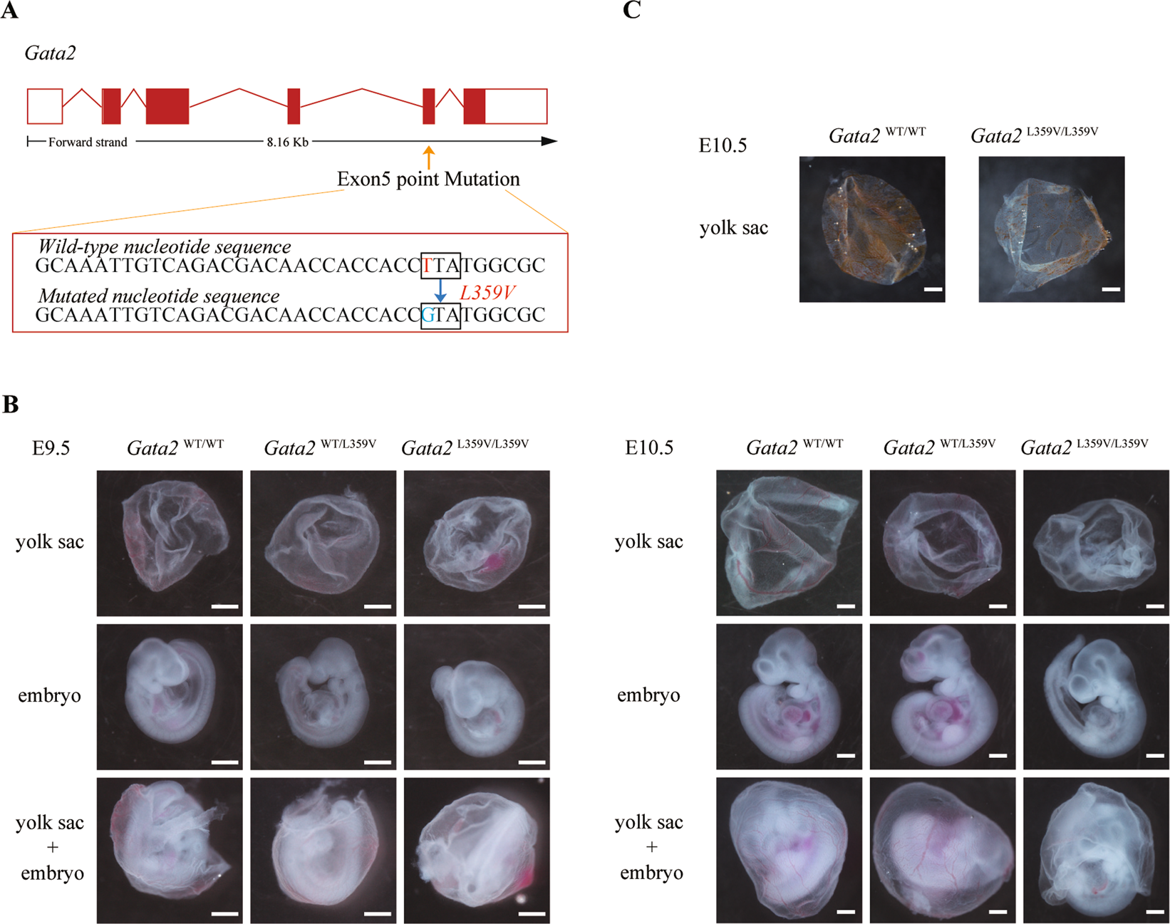 Fig. 1: Anemia phenotype in Gata2L359V/L359V embryos.
