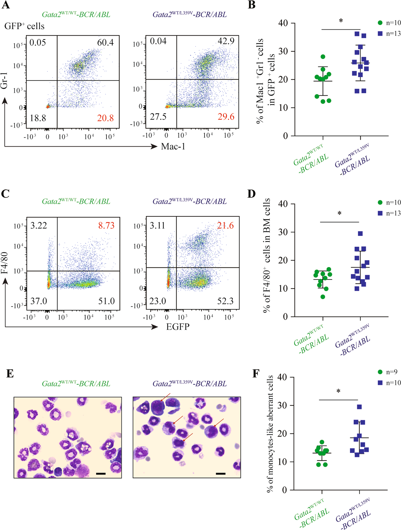 Fig. 6: Cell differentiation interference by Gata2-L359V mutation in a murine model of chronic myeloid leukemia.