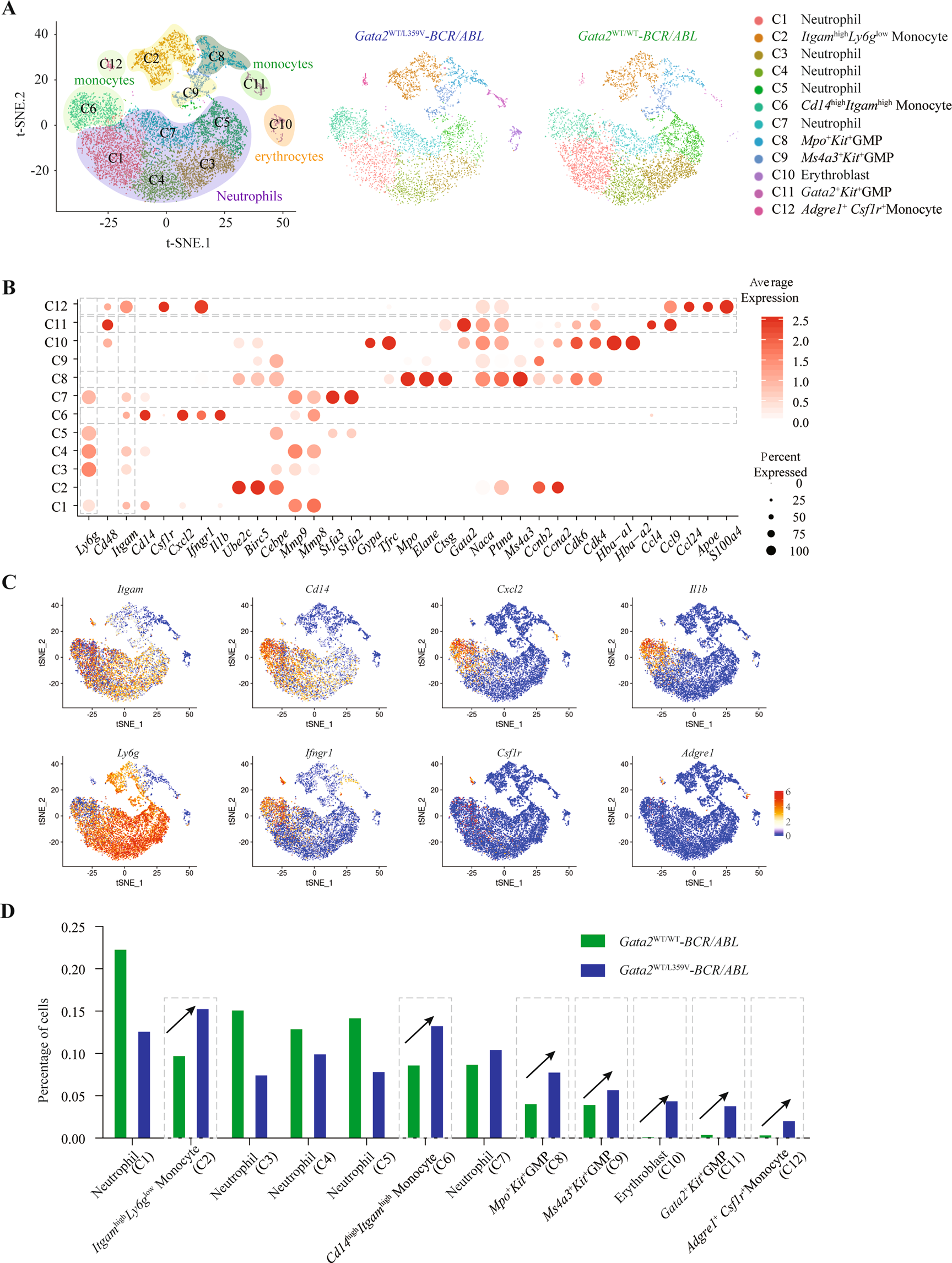 Fig. 7: Dynamic changes between leukemic cells of Gata2WT/L359V-BCR/ABL and Gata2WT/WT-BCR/ABL mice revealed by single-cell RNA-seq analysis.