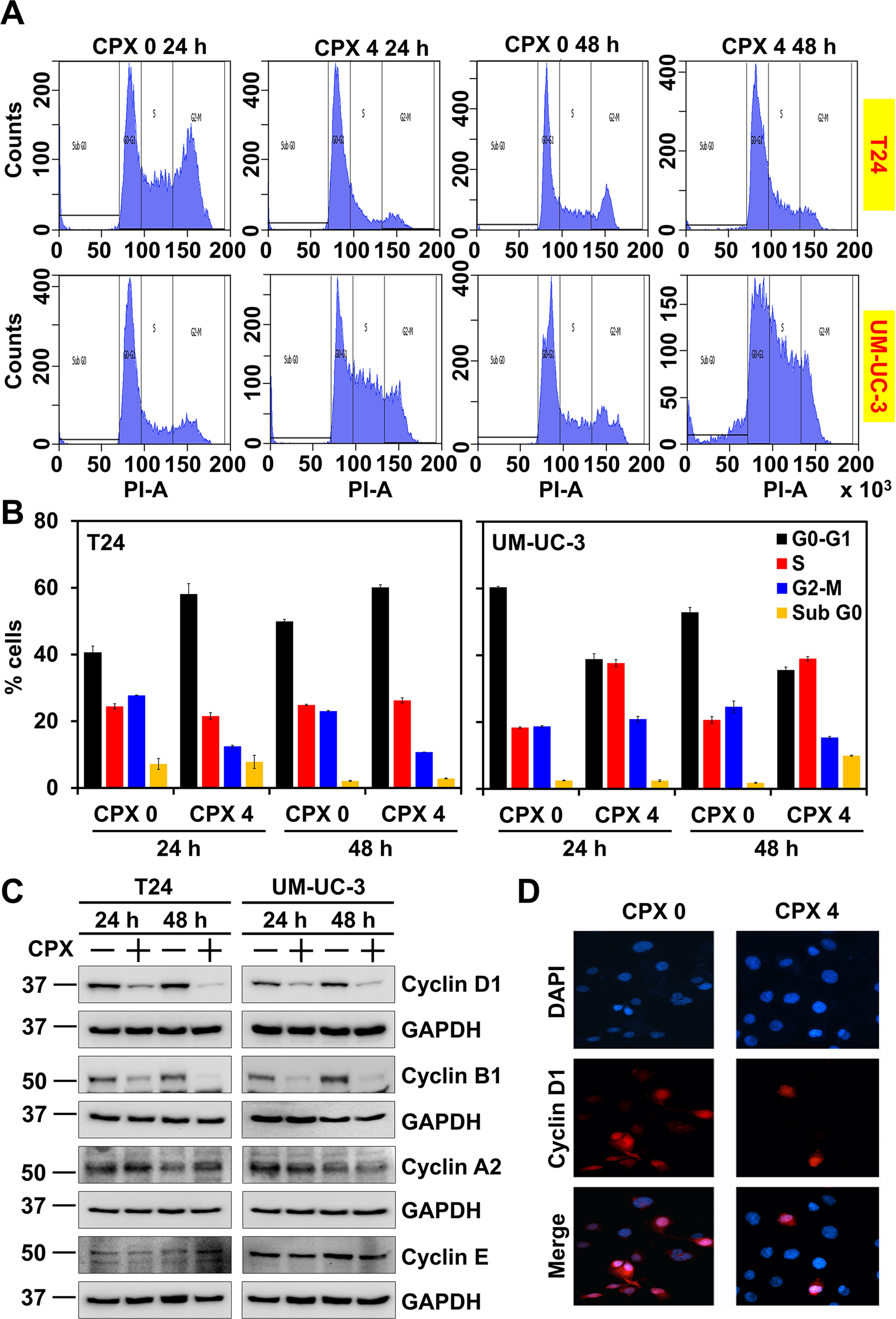 Fig. 2: CPX induces cell cycle arrest in bladder cancer cell lines.