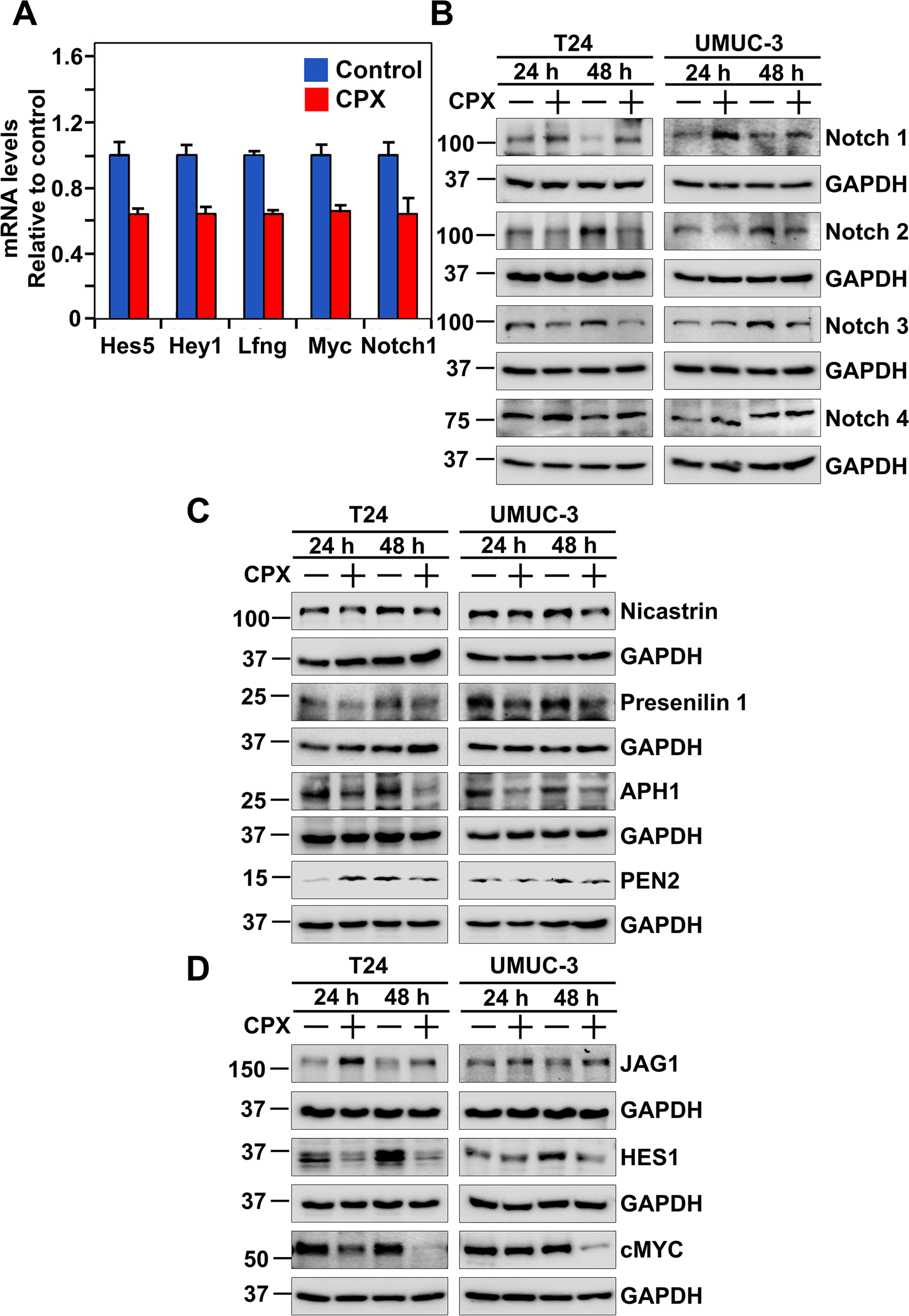 Fig. 5: CPX targets the Notch signaling pathway, through inhibition of the γ-secretase complex.