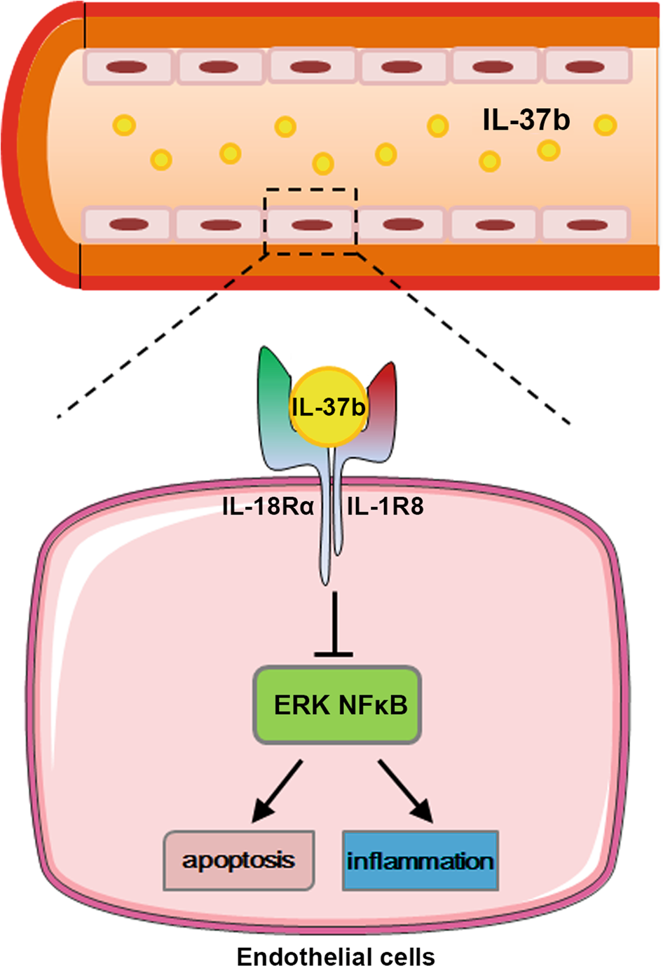 Fig. 8: Schematic model for IL-37b against endothelial cell damage in Kawasaki disease.