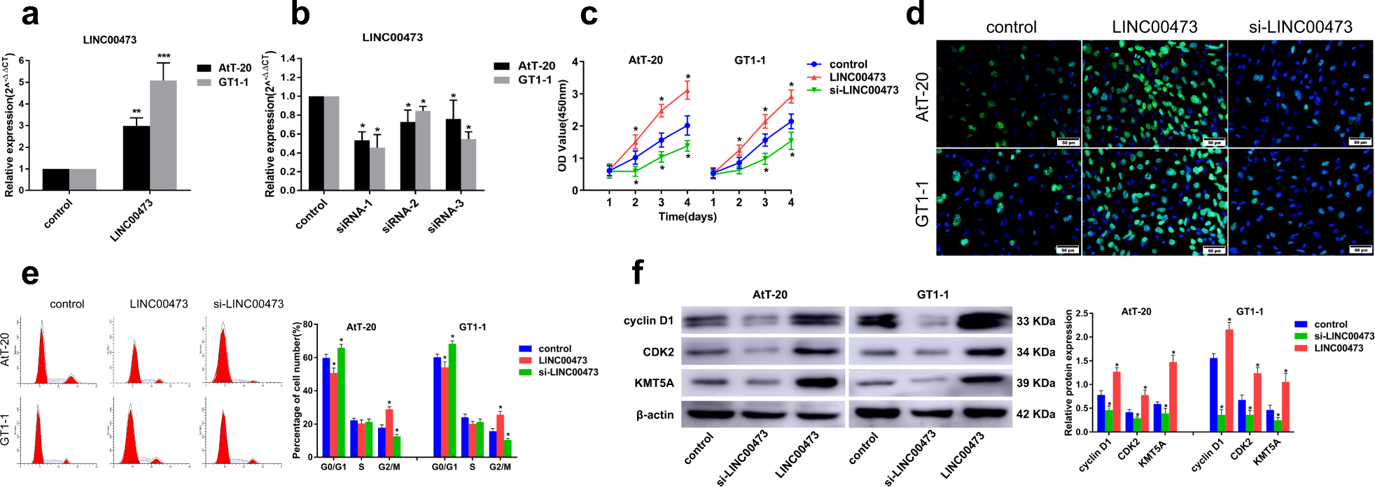 Fig. 3: LINC00473 promotes PA cells proliferation in vitro.