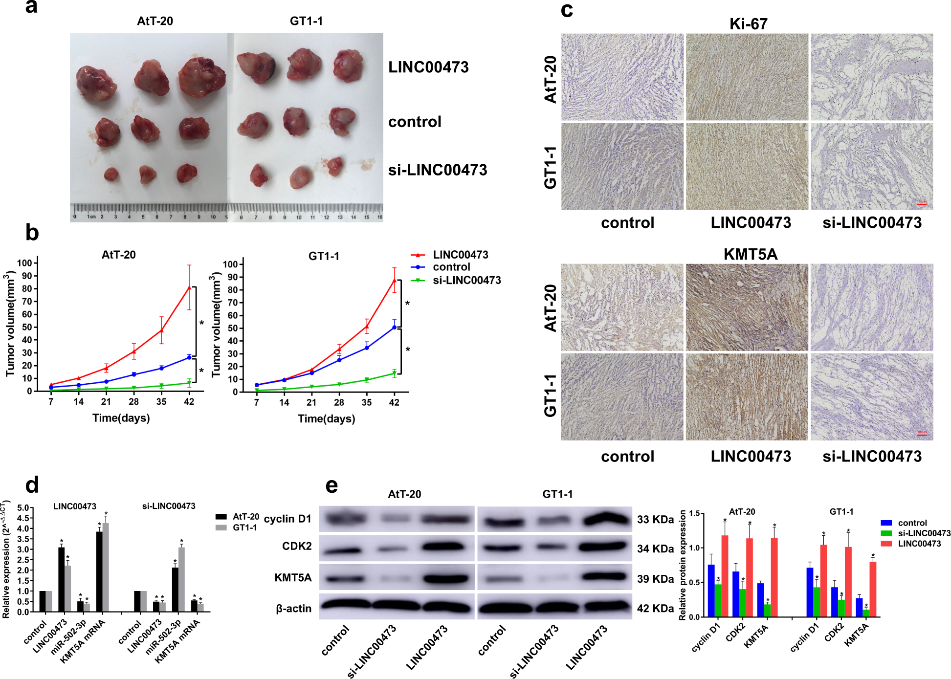Fig. 6: LINC00473 promotes the growth of PA in vivo.