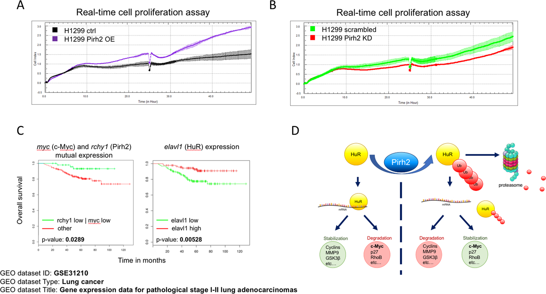 Fig. 7: Pirh2 activates H1299 cell proliferation and cooperates with c-Myc in lung cancer progression.