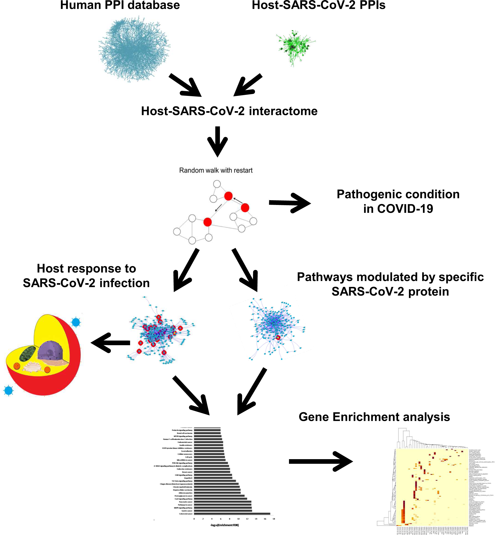 Looking for pathways related to COVID-19: confirmation of pathogenic  mechanisms by SARS-CoV-2–host interactome | Cell Death & Disease