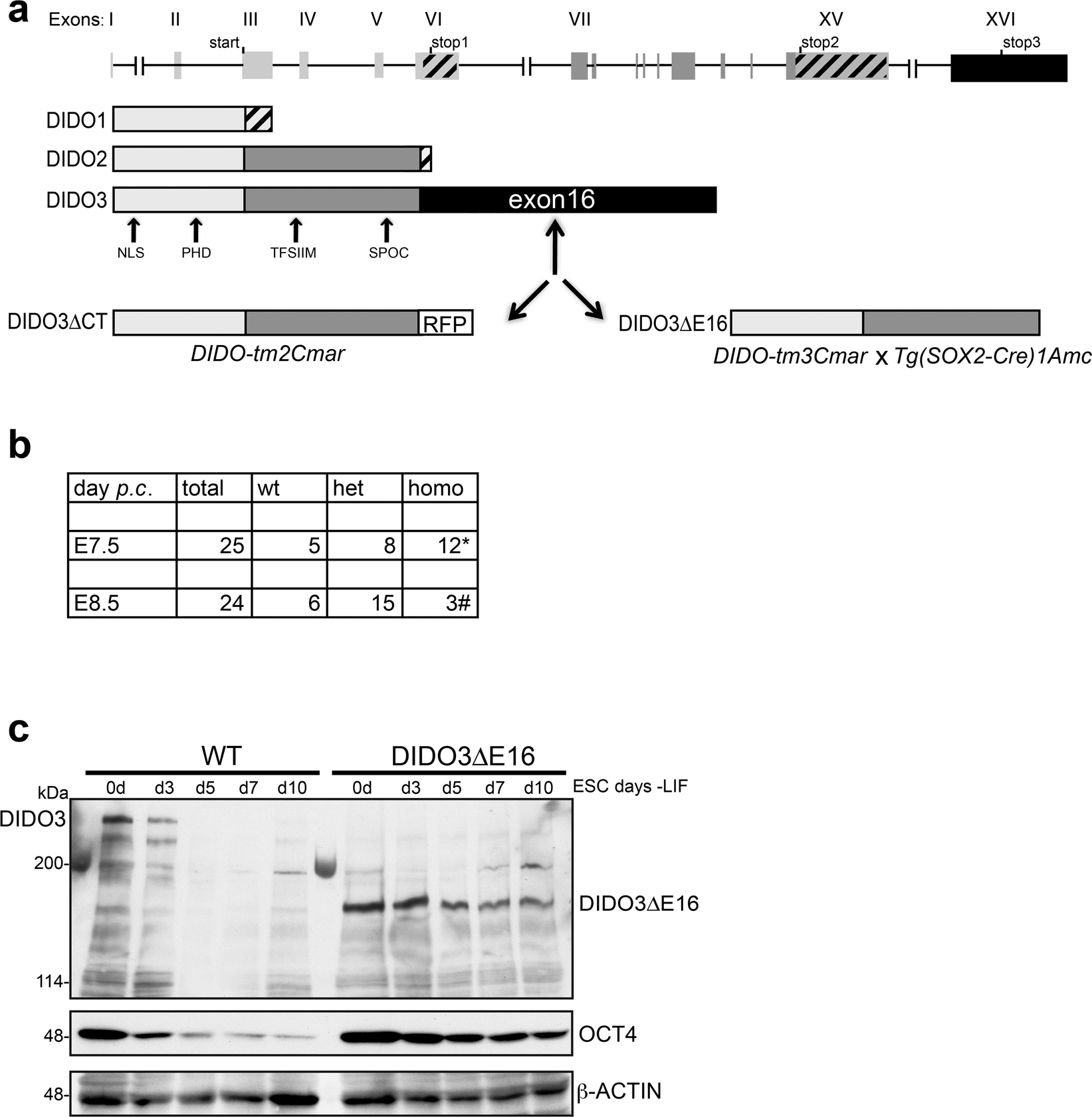 Impaired stem cell differentiation and somatic cell reprogramming in DIDO3  mutants with altered RNA processing and increased R-loop levels | Cell  Death & Disease