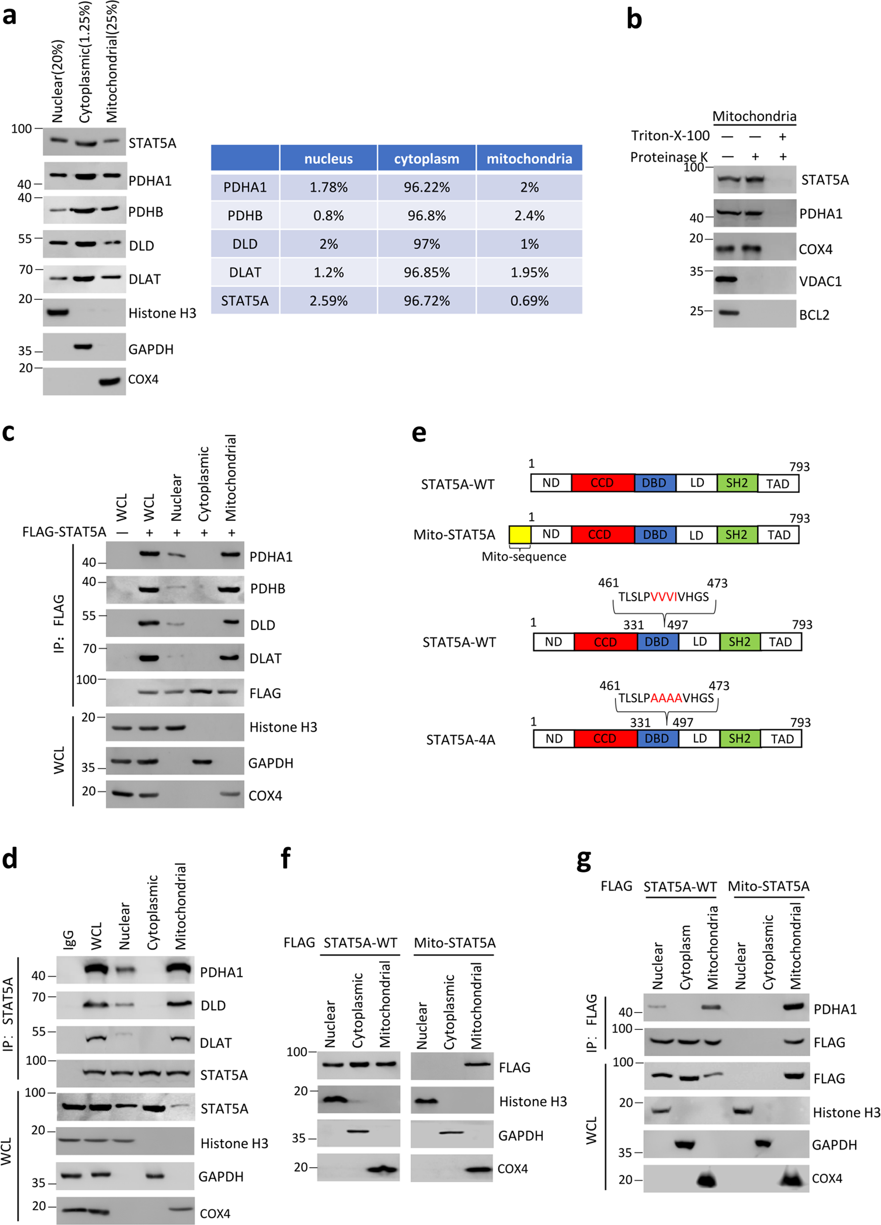 Fig. 2: The mitochondria is a main cellular compartment that STAT5A–PDC interaction occurs.