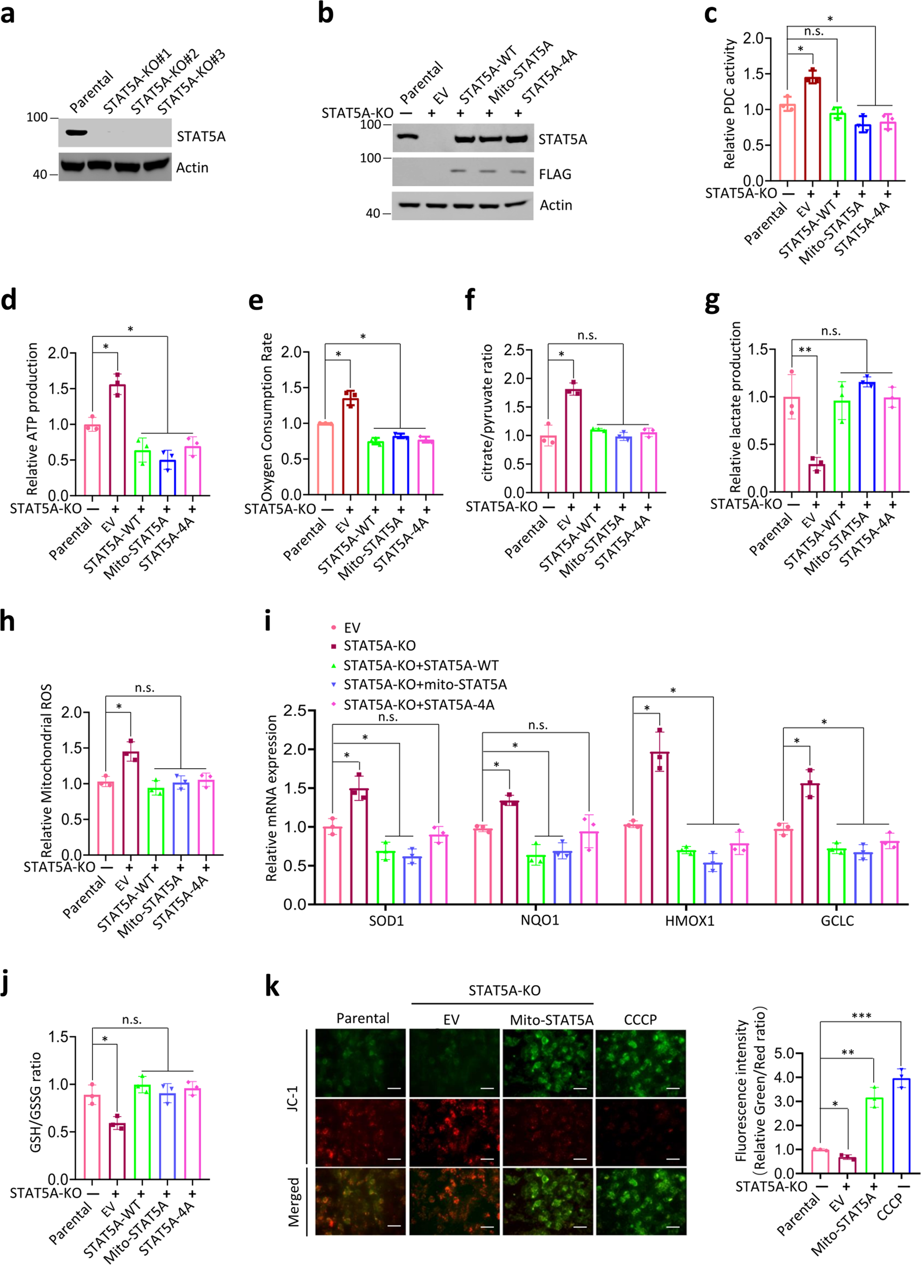 Fig. 3: Mitochondrial STAT5A inhibits PDC activity and OXPHOS as well as promotes the Warburg effect in a transcription-independent manner.