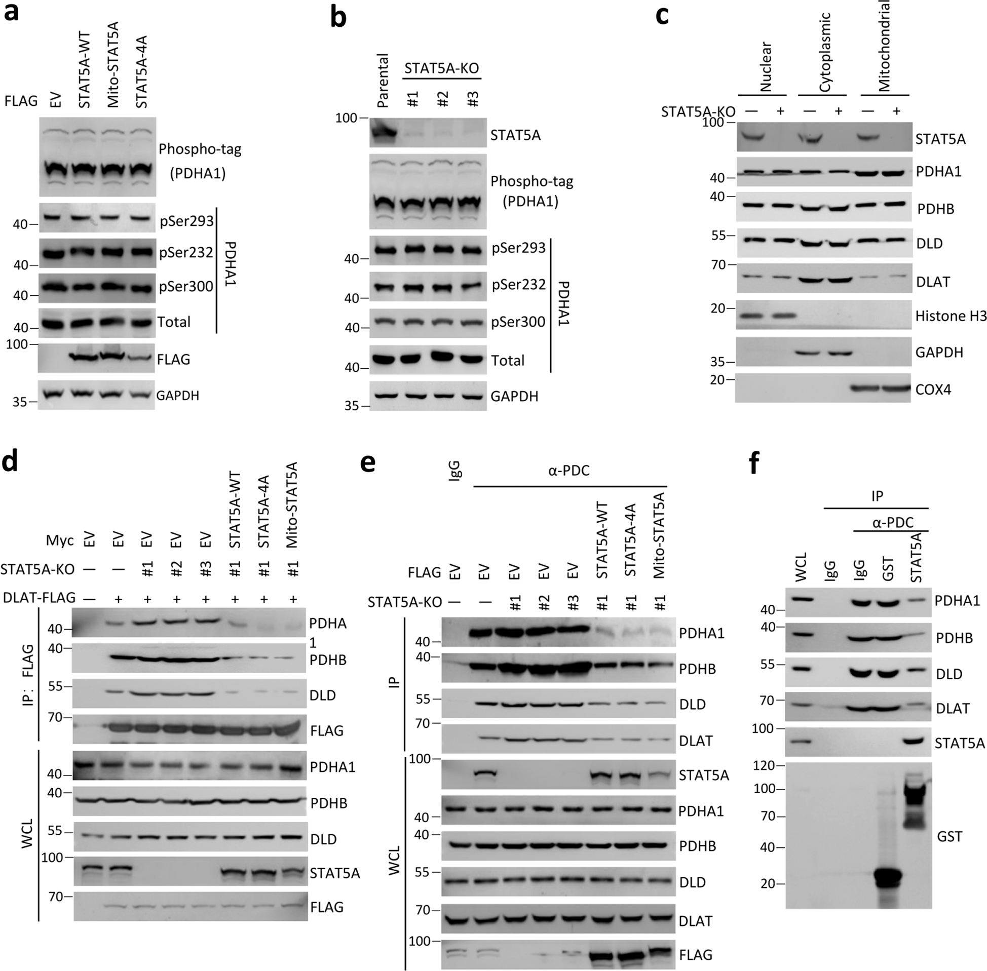 Fig. 4: Mitochondrial STAT5A suppresses PDC formation.