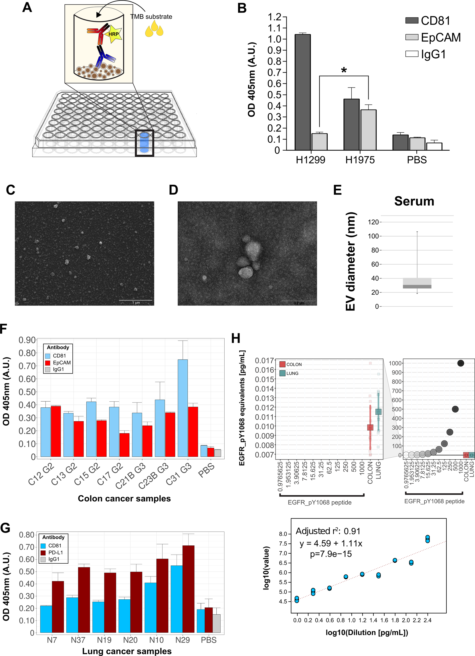 Fig. 2: Orthogonal validation of RPPA results on serum-derived EVs.