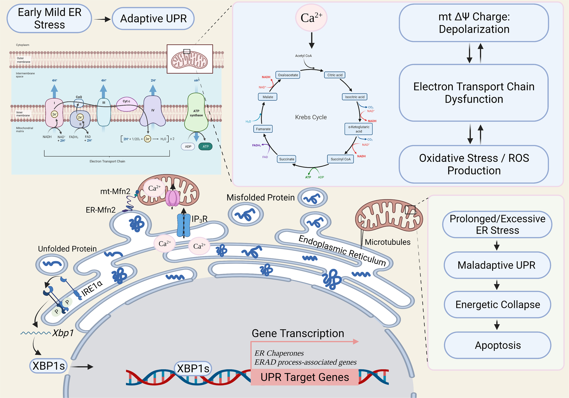 Fig. 4: Proposed working model of communication between mitochondria and endoplasmic reticulum stress.