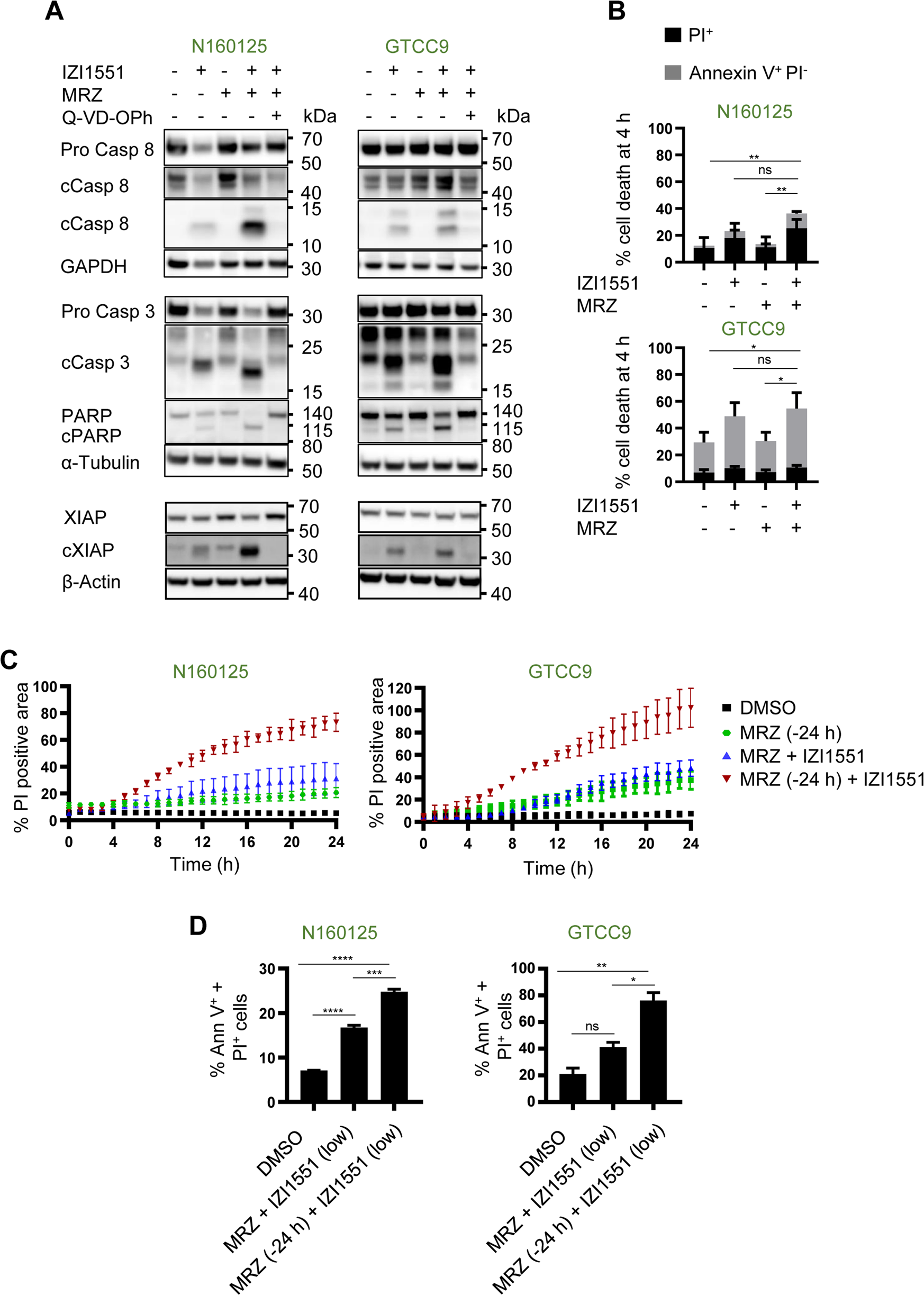 Fig. 3: Marizomib pre-treatment accelerates and enhances IZI1551-induced cell death.