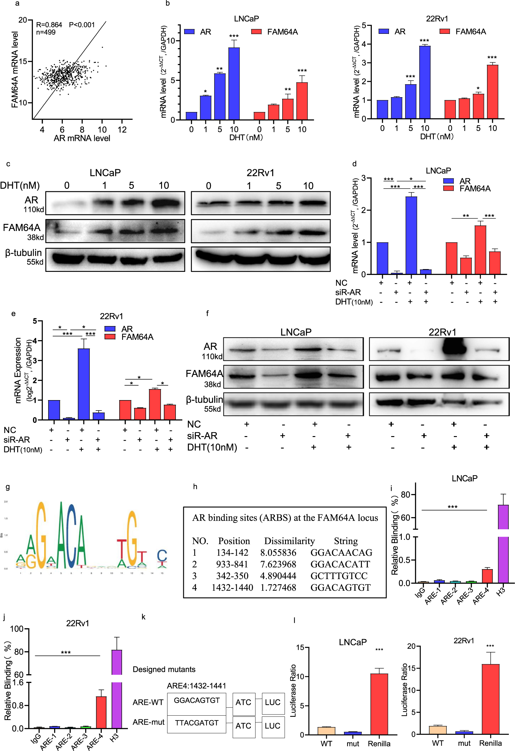 Fig. 3: DHT activated the AR to regulate the expression of FAM64A by targeting its promoter sequences.