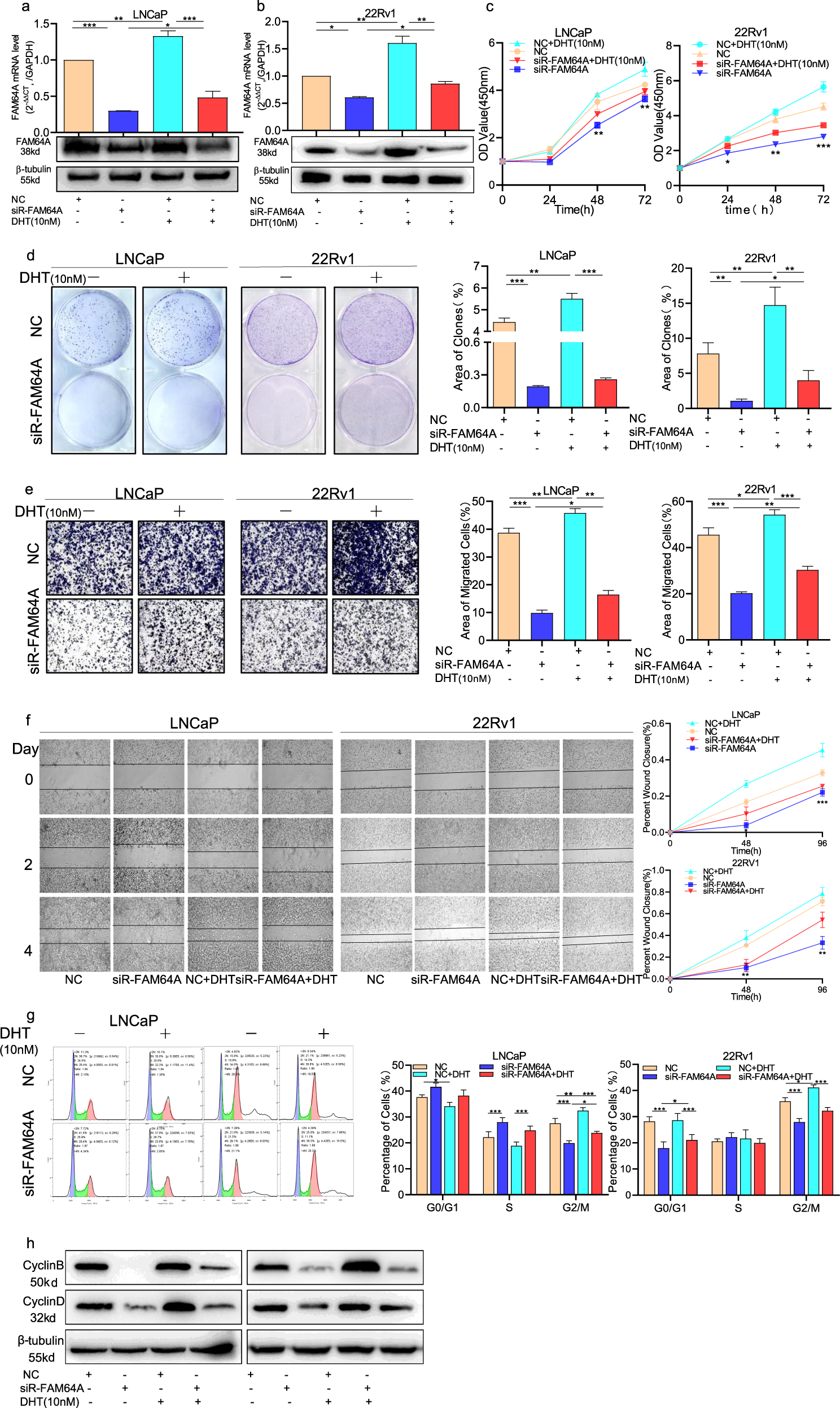Fig. 4: AR-mediated FAM64A expression regulates cell proliferation, migration, invasion, and cell cycle of PCa cells.