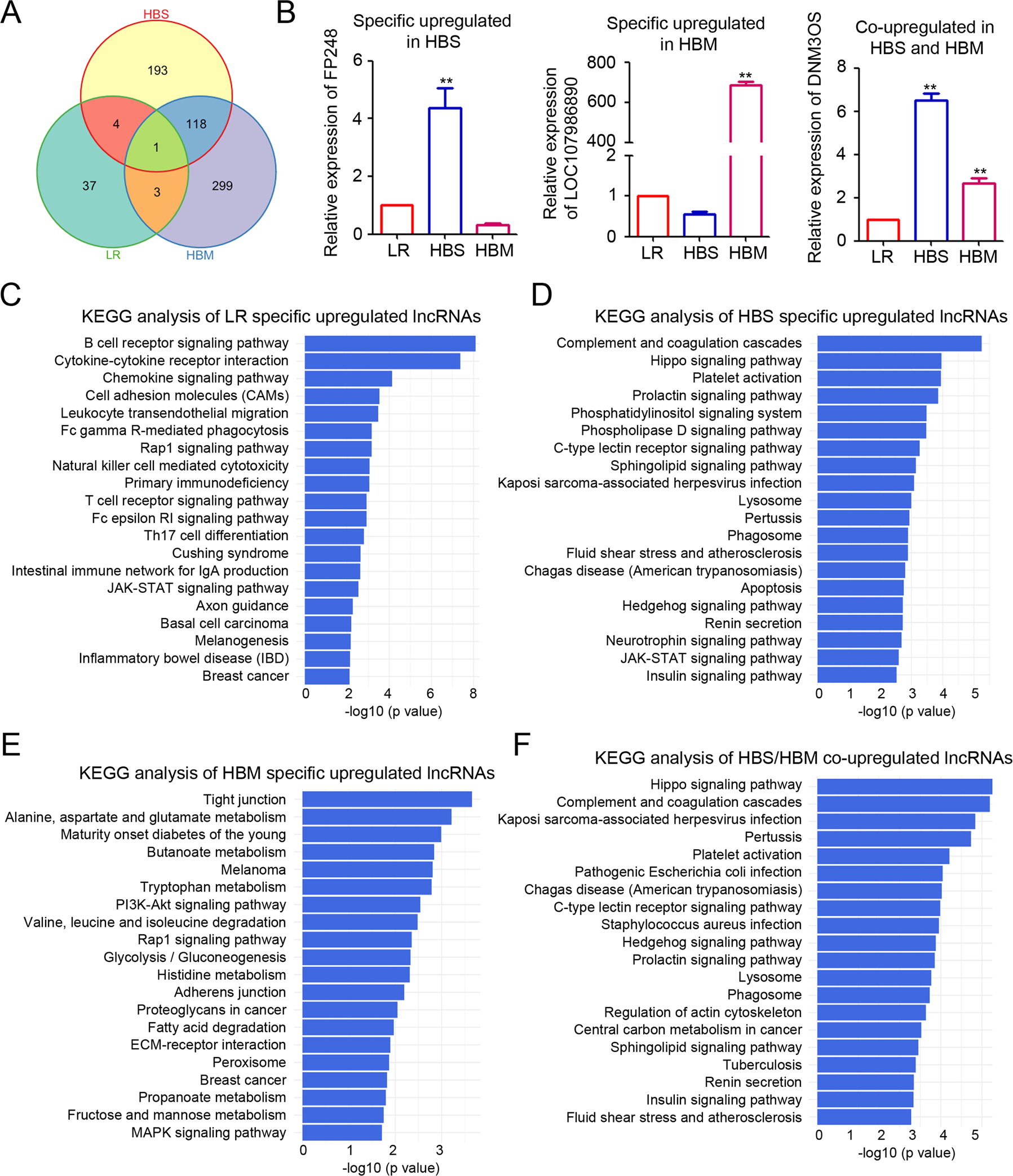 Fig. 3: KEGG pathway analysis of differentially expressed lncRNAs.