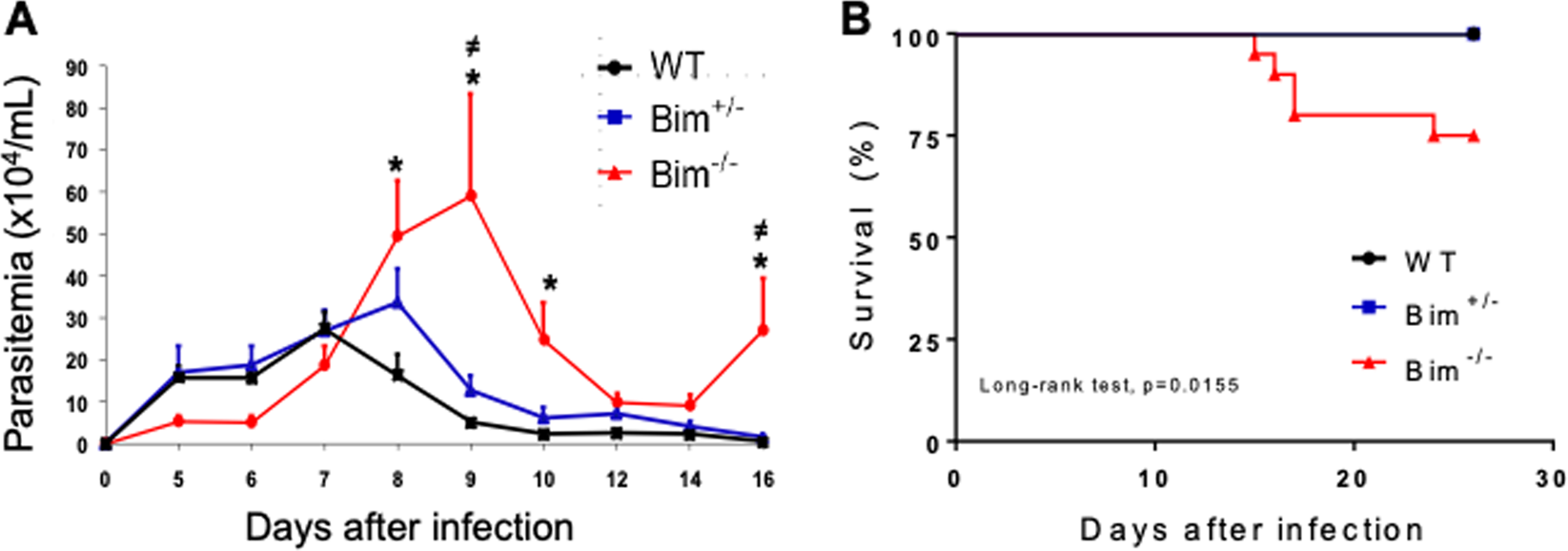 Fig. 1: Bim−/− mice are susceptible to T. cruzi infection.
