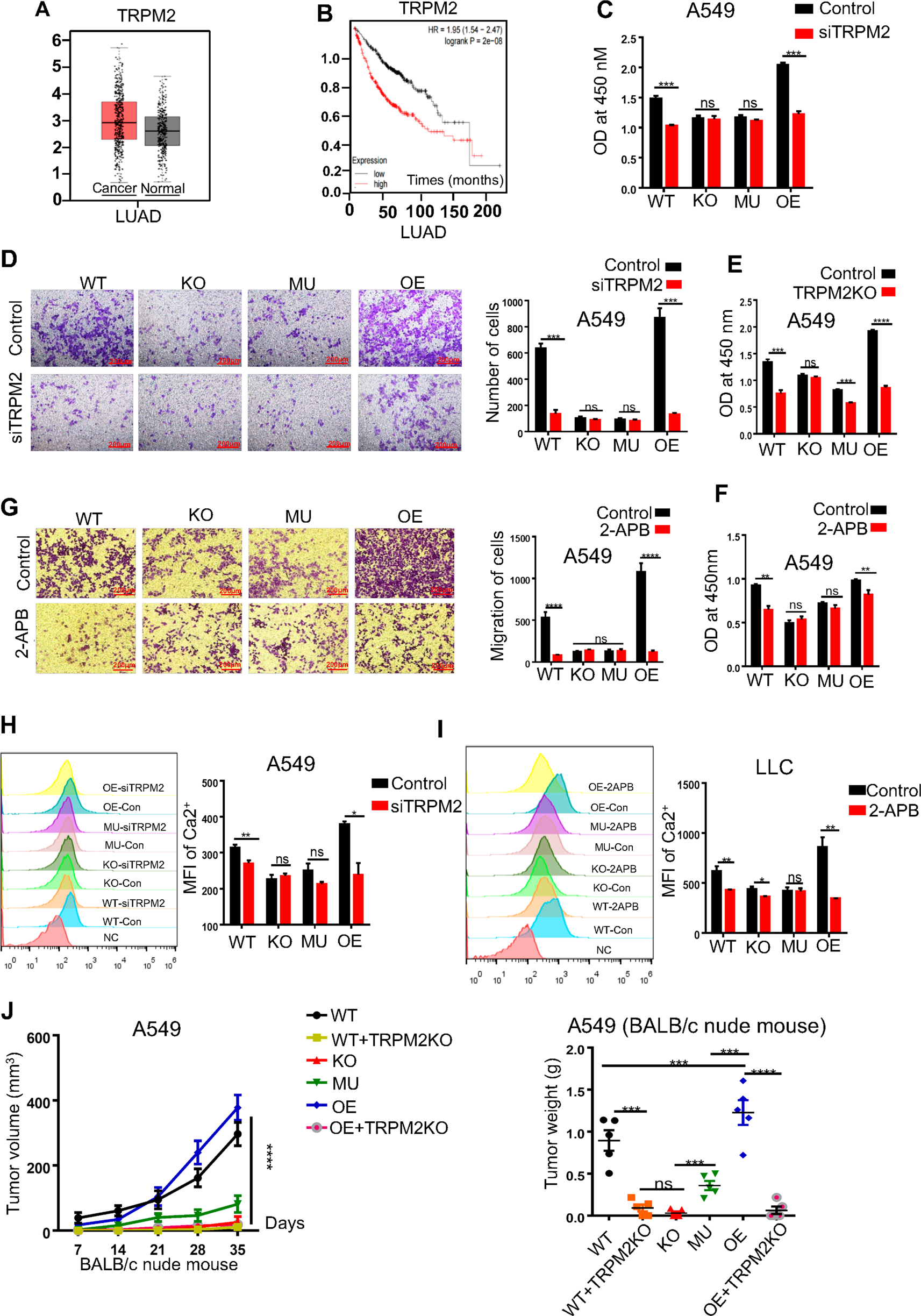 Fig. 5: cADPR induced the concentration of intracellular Ca2+ via TRPM2 channel.