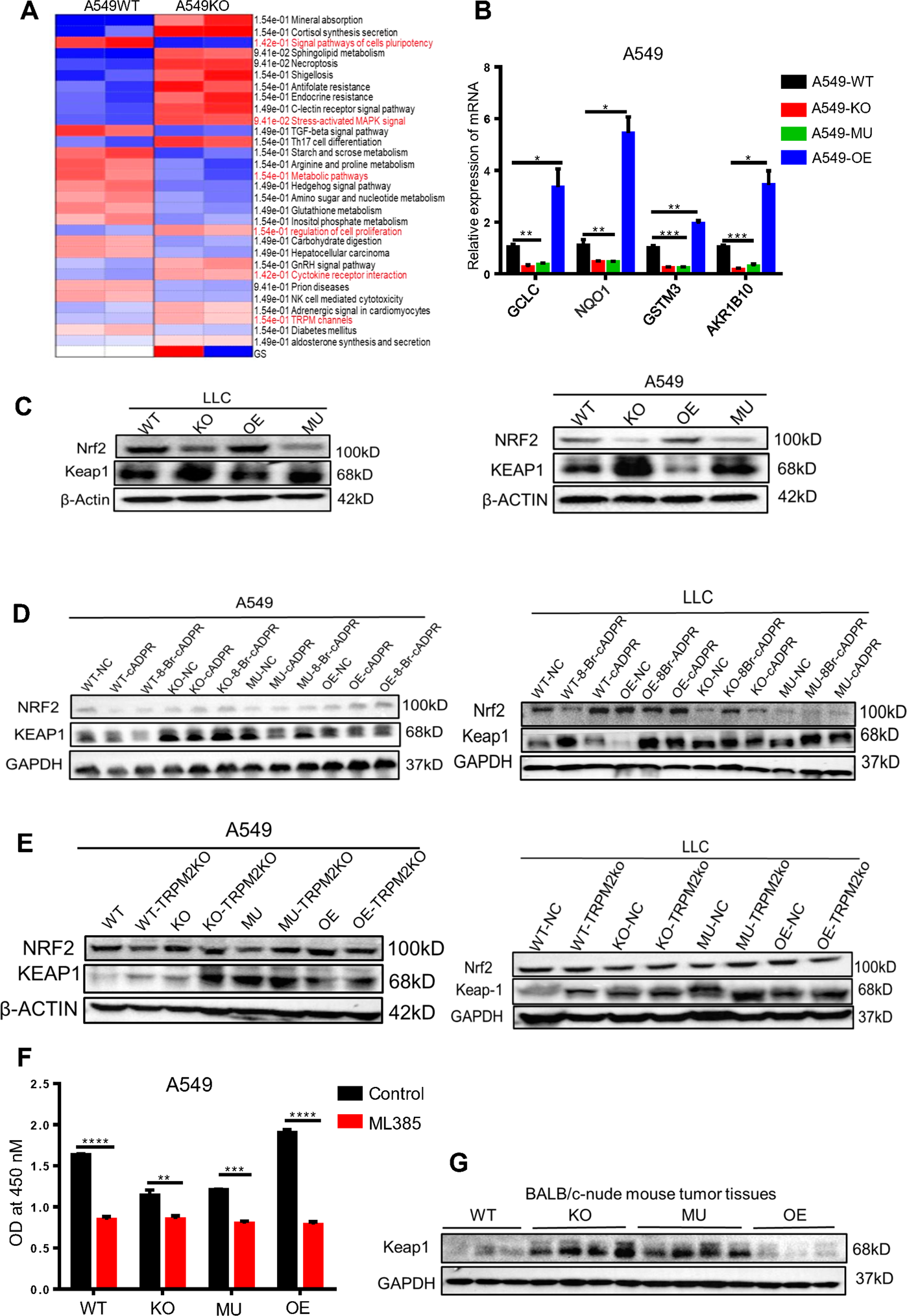 Fig. 6: cADPR regulated KEAP1/NRF2 signal pathway to facilitate tumor progression.