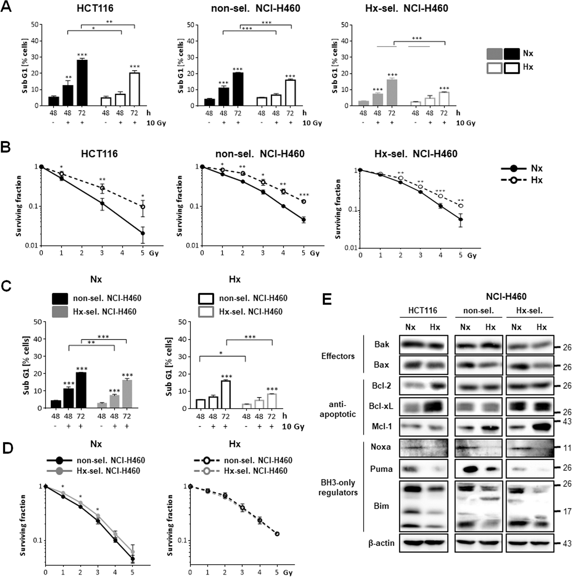 Fig. 1: Exposure to acute and adaptation to cycling hypoxia results in reduced radiation-induced apoptosis, enhanced clonogenic survival, and altered balance of pro- and anti-apoptotic Bcl-2 protein family members.
