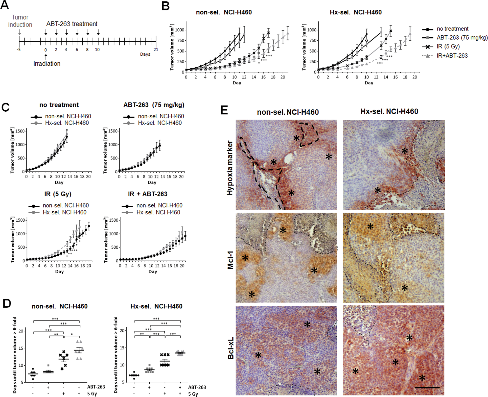 Fig. 6: Combined treatment with ABT-263 and ionizing radiation decelerates growth of non-selected and hypoxia-selected NCI-H460 xenograft tumors.
