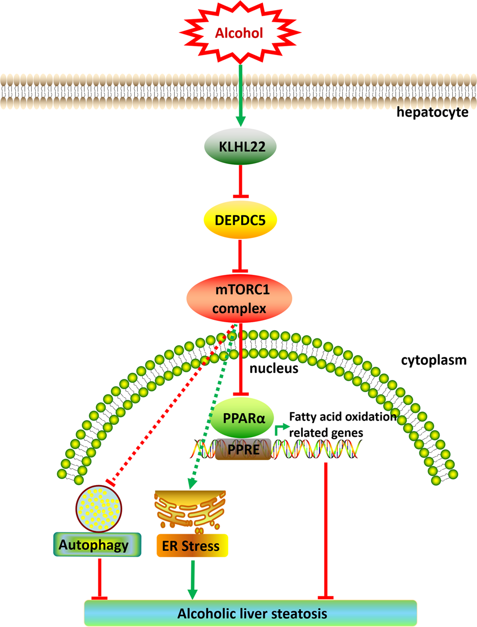 Fig. 8: A proposed model for the dysregulation DEPDC5-mTORC1 axis in the pathogenesis of alcohol-induced hepatic steatosis.