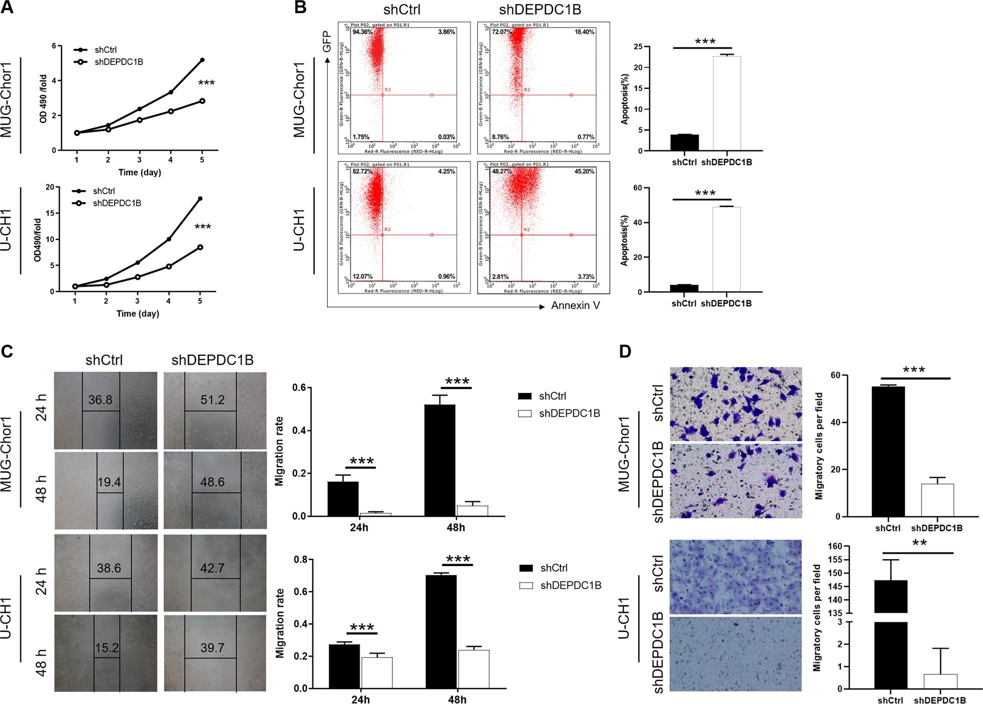 Fig. 1: Knockdown of DEPDC1B inhibits cell proliferation and migration, promotes apoptosis in chordoma cells.