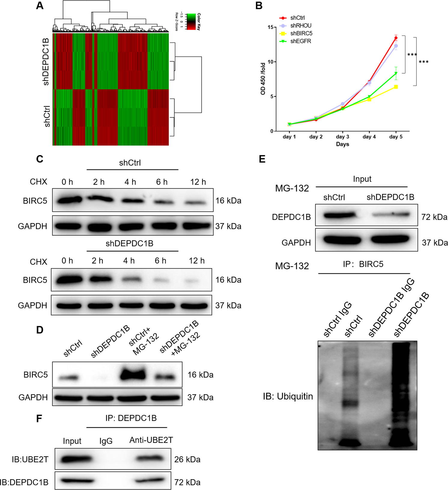 Fig. 4: DEPDC1B affects the BIRC5 ubiquitination through UBE2T in chordoma cells.