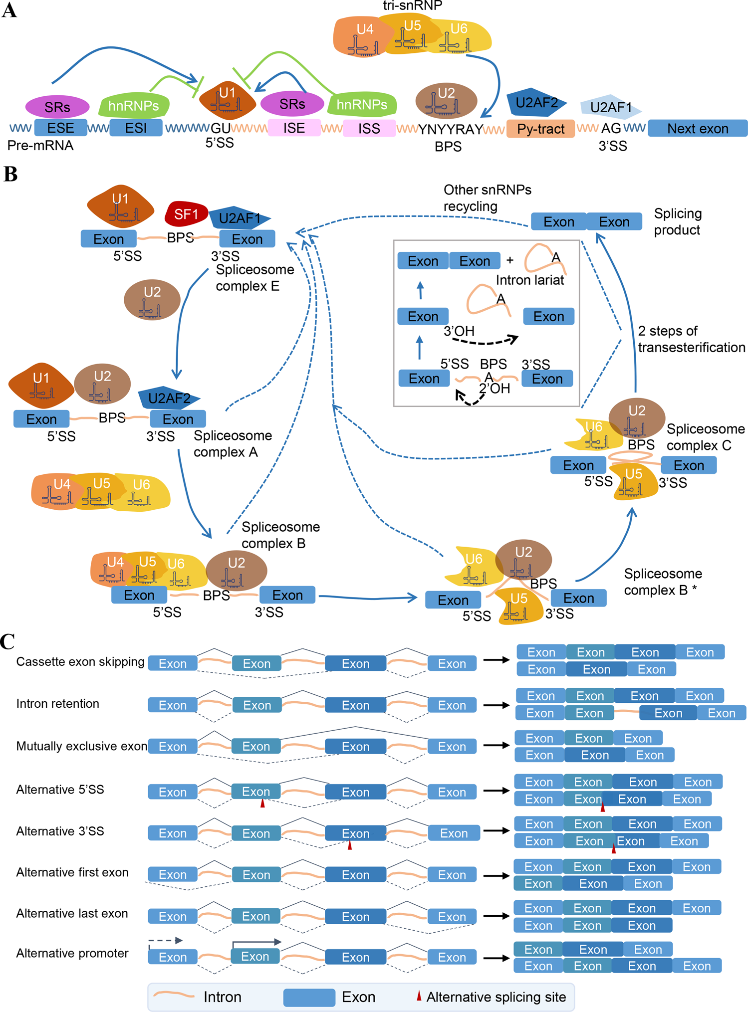 The role played by alternative splicing in antigenic variability