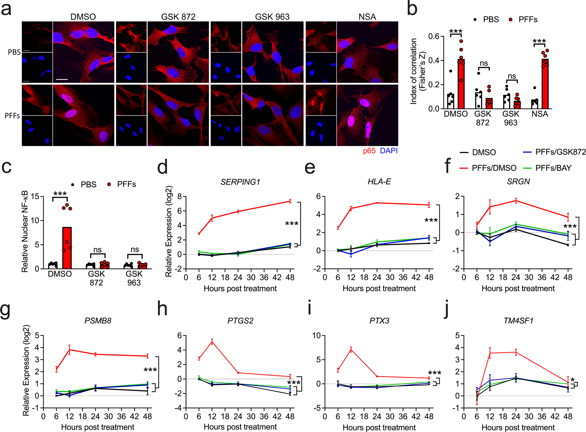 Fig. 6: RIPK signaling is required for NF-κB activation downstream of α-synuclein PFFs.