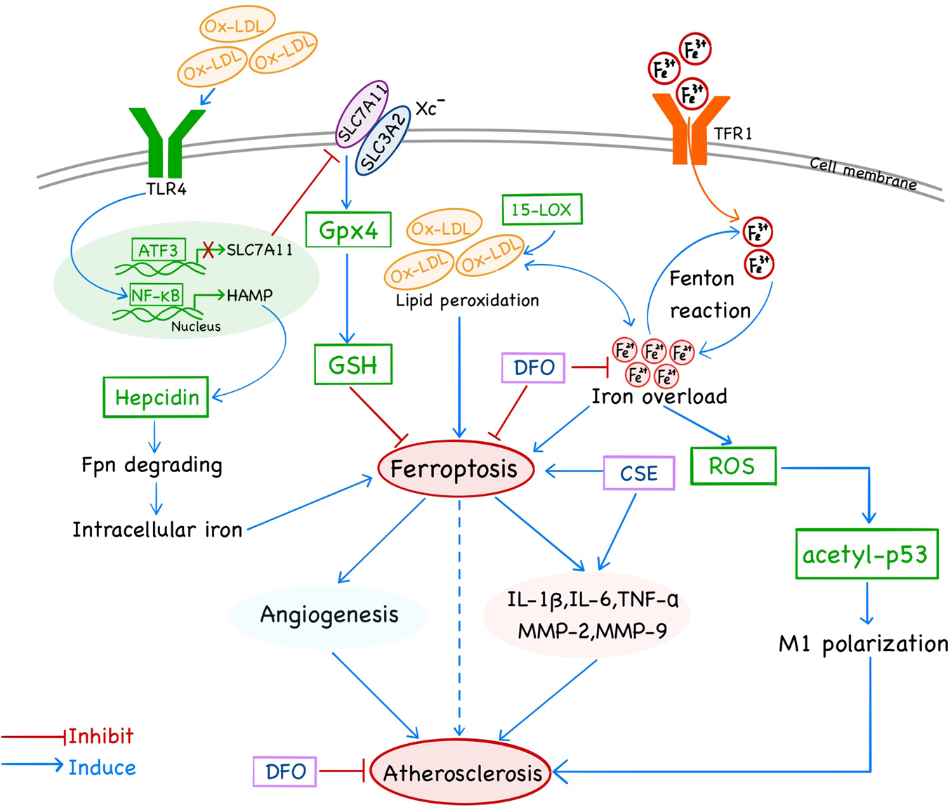 glutathione atherosclerosis Ferroptosis: the potential value target in atherosclerosis