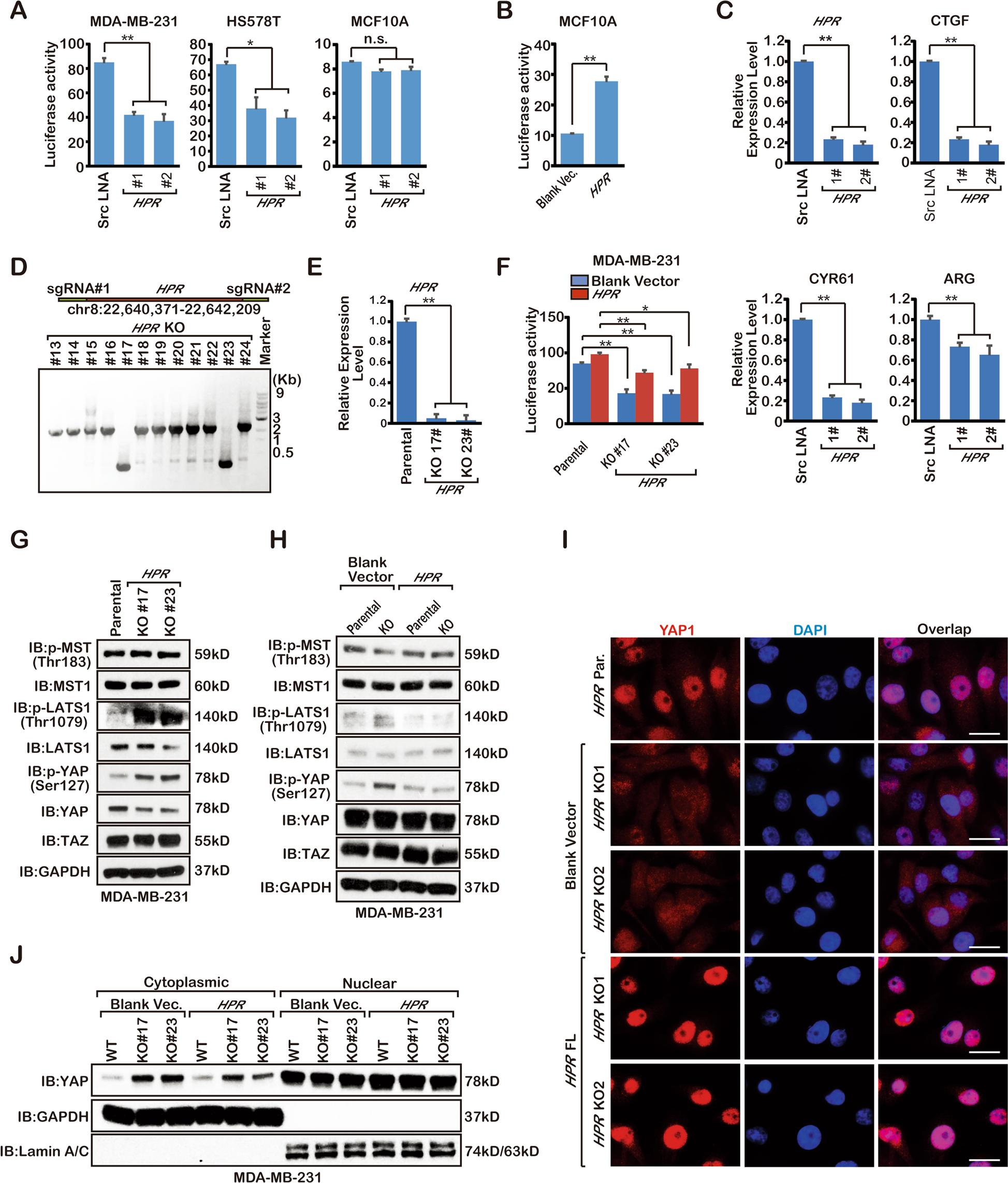 Fig. 3: HPR regulates Hippo pathway activation.