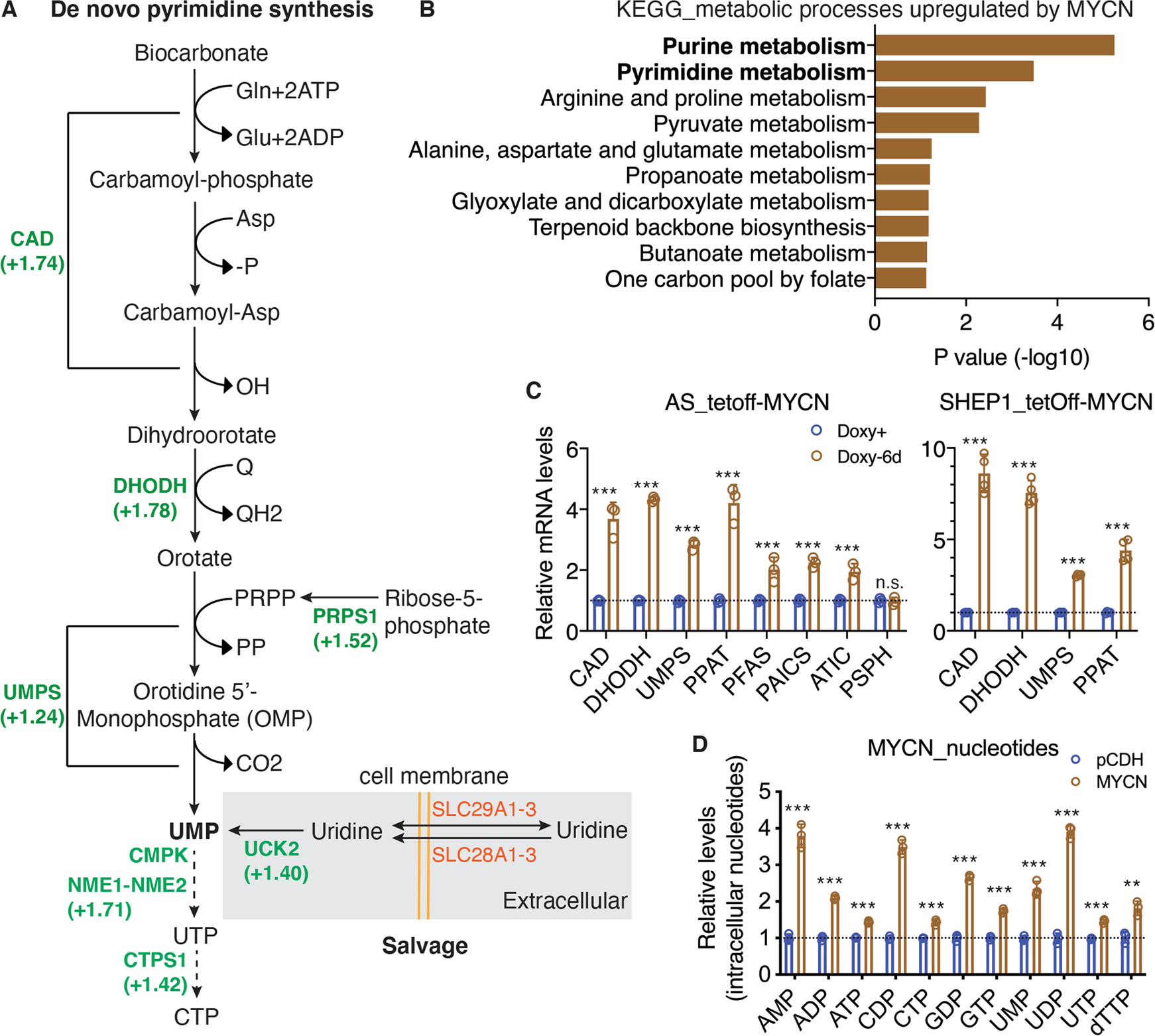 Fig. 1: MYCN promotes nucleotide synthesis.