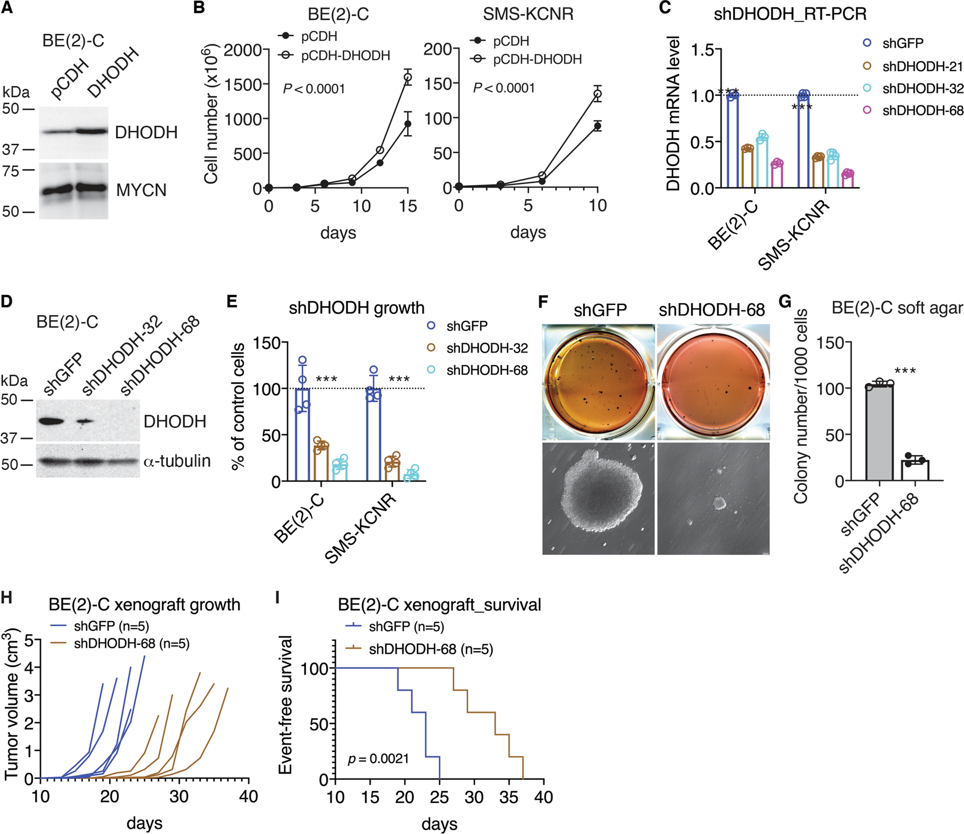 Fig. 3: High DHODH expression is required for neuroblastoma cell proliferation and tumorigenicity.