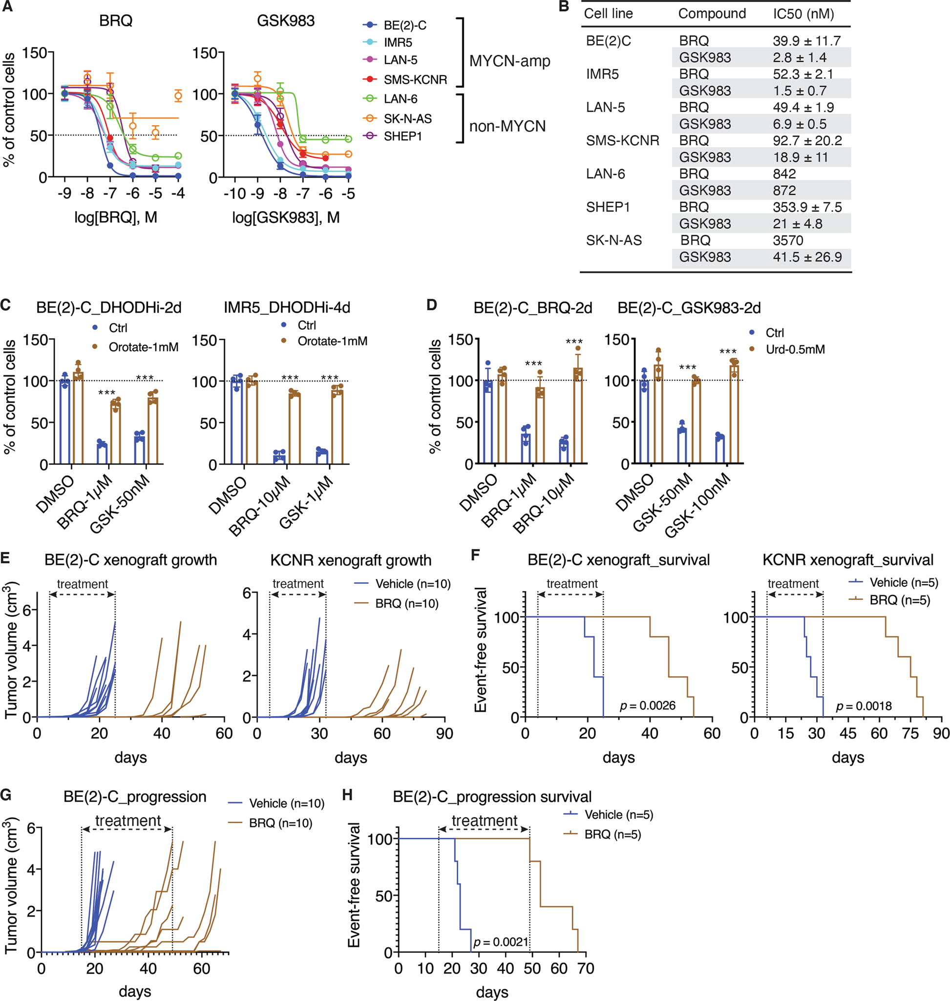Fig. 4: DHODH is a therapeutic target in neuroblastoma.