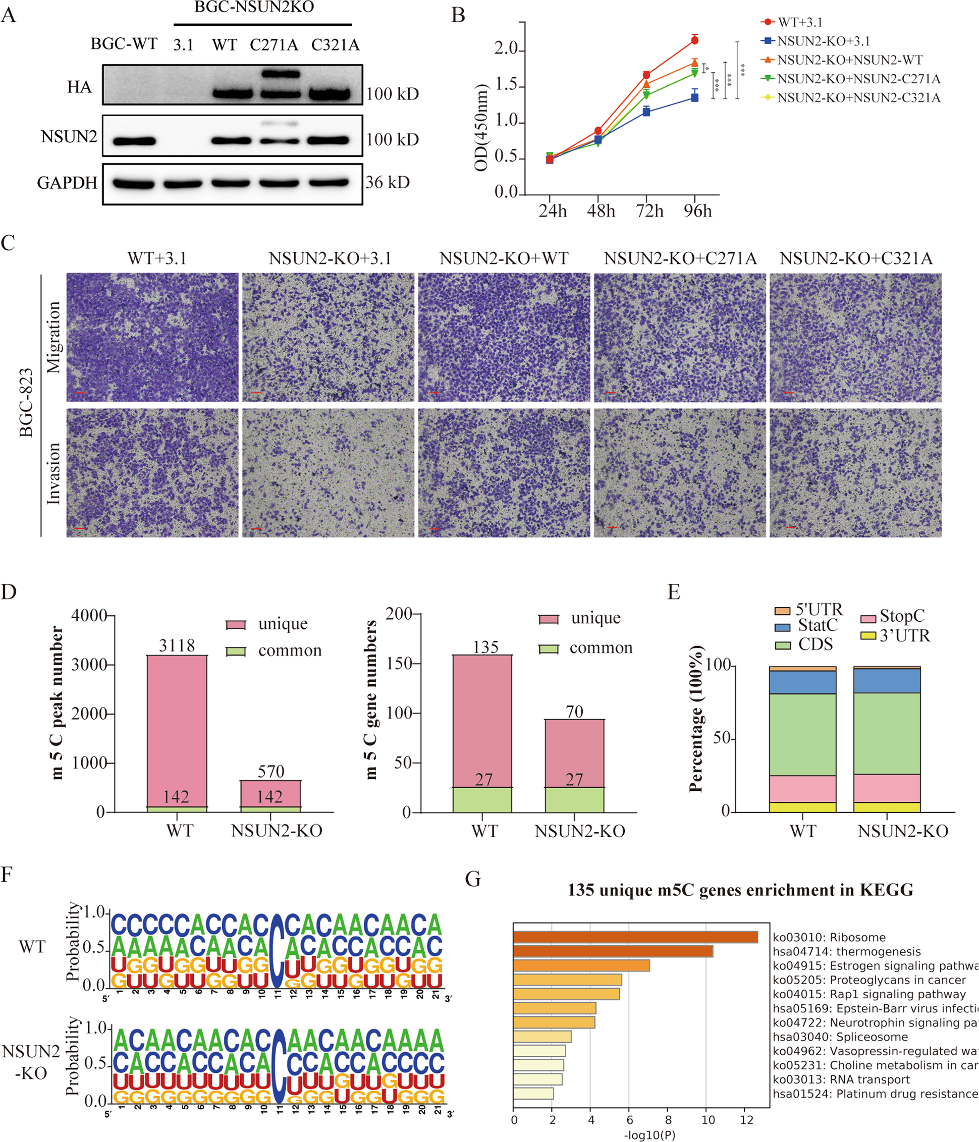 Fig. 5: Oncogenicity of NSUN2 partly relies on m5C modification.