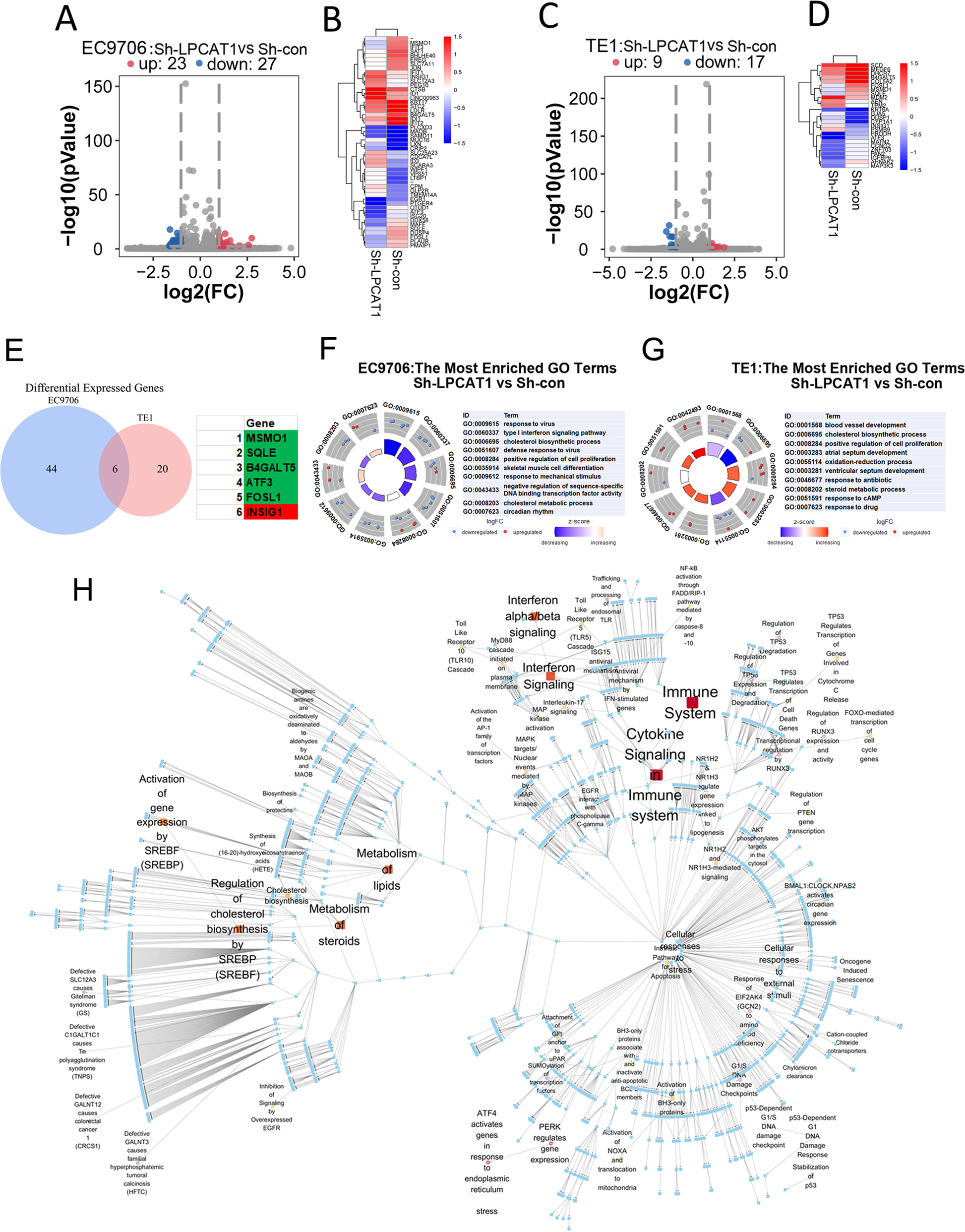 Fig. 4: LPCAT1 promote the expression of cholesterol synthesis signal pathway genes in esophageal squamous cell carcinoma.