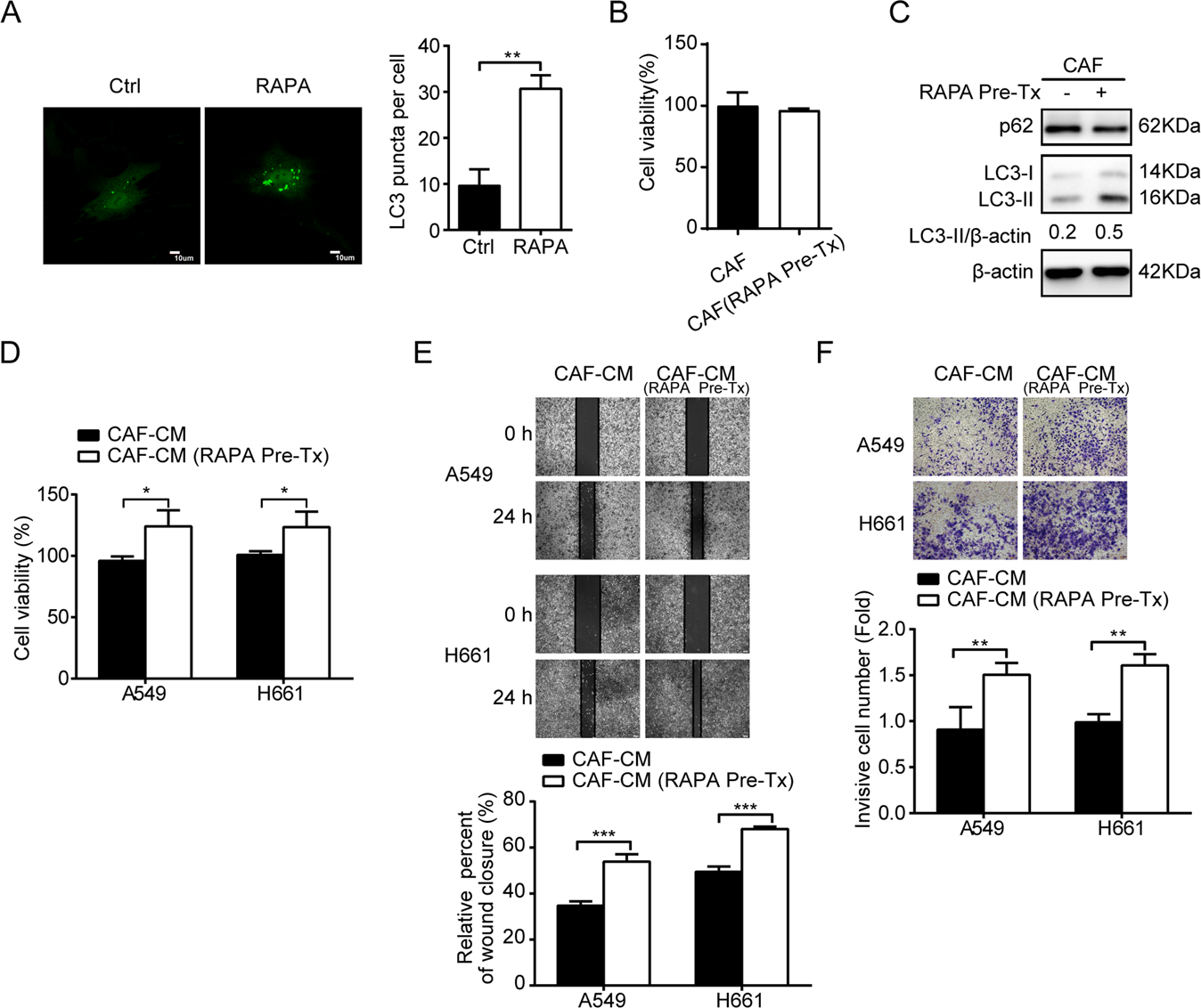 Fig. 3: Autophagy activation enhances the promoting effect of CAFs on lung cancer cell migration and invasion.