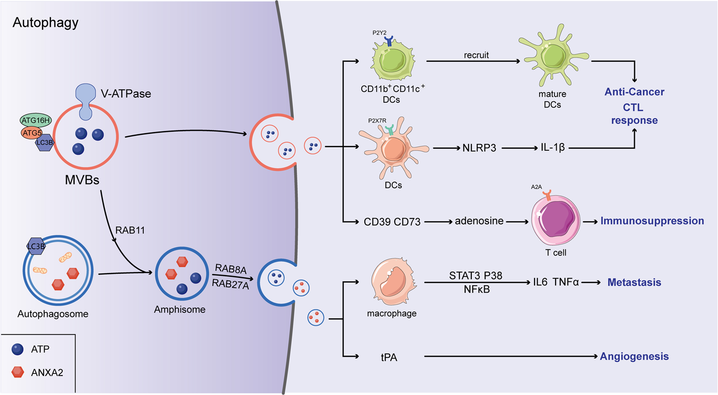 extracellular vesicles and immunogenic stress in cancer cell death disease