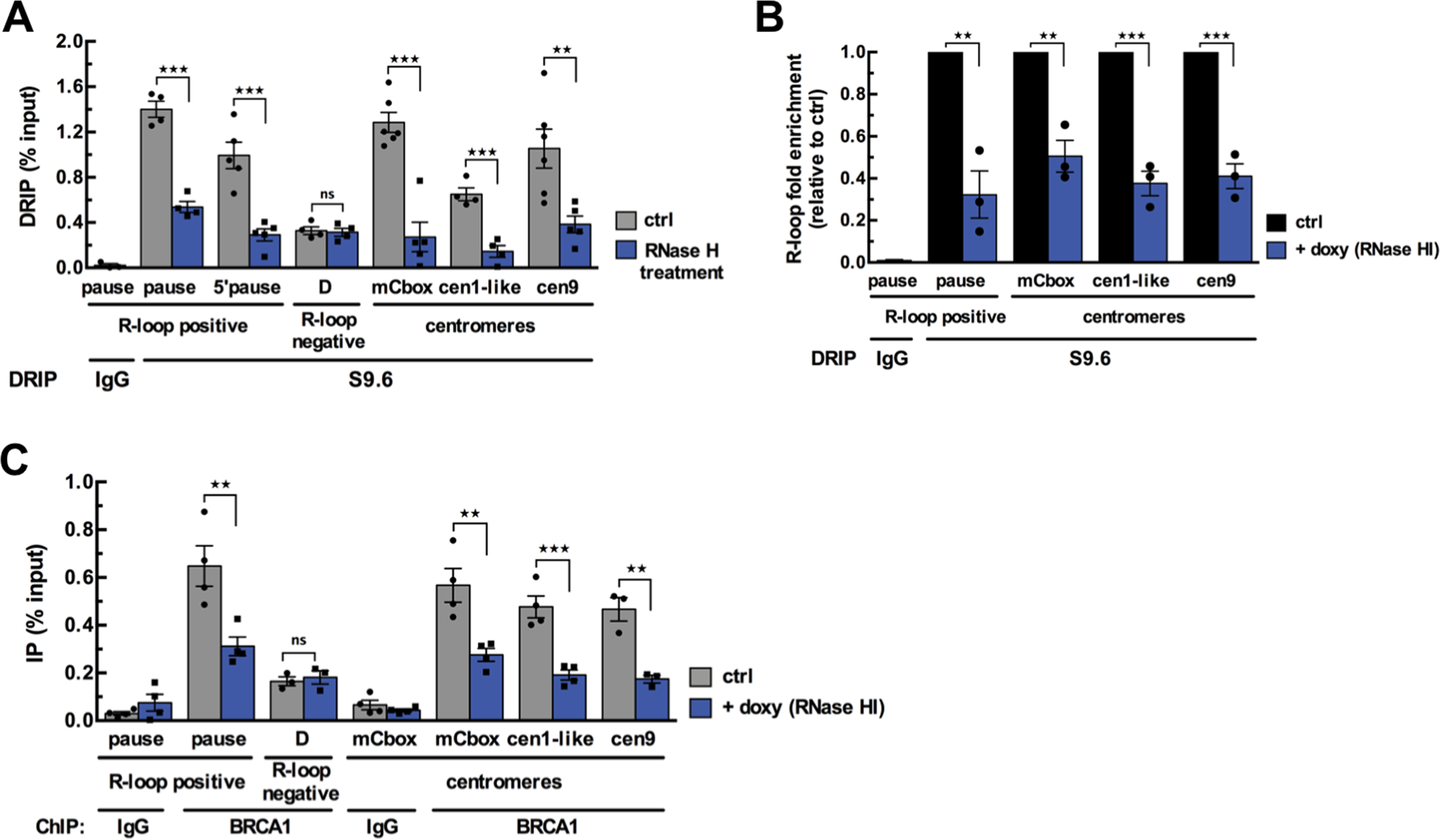 Brca1 Prevents R Loop Associated Centromeric Instability Cell Death Disease