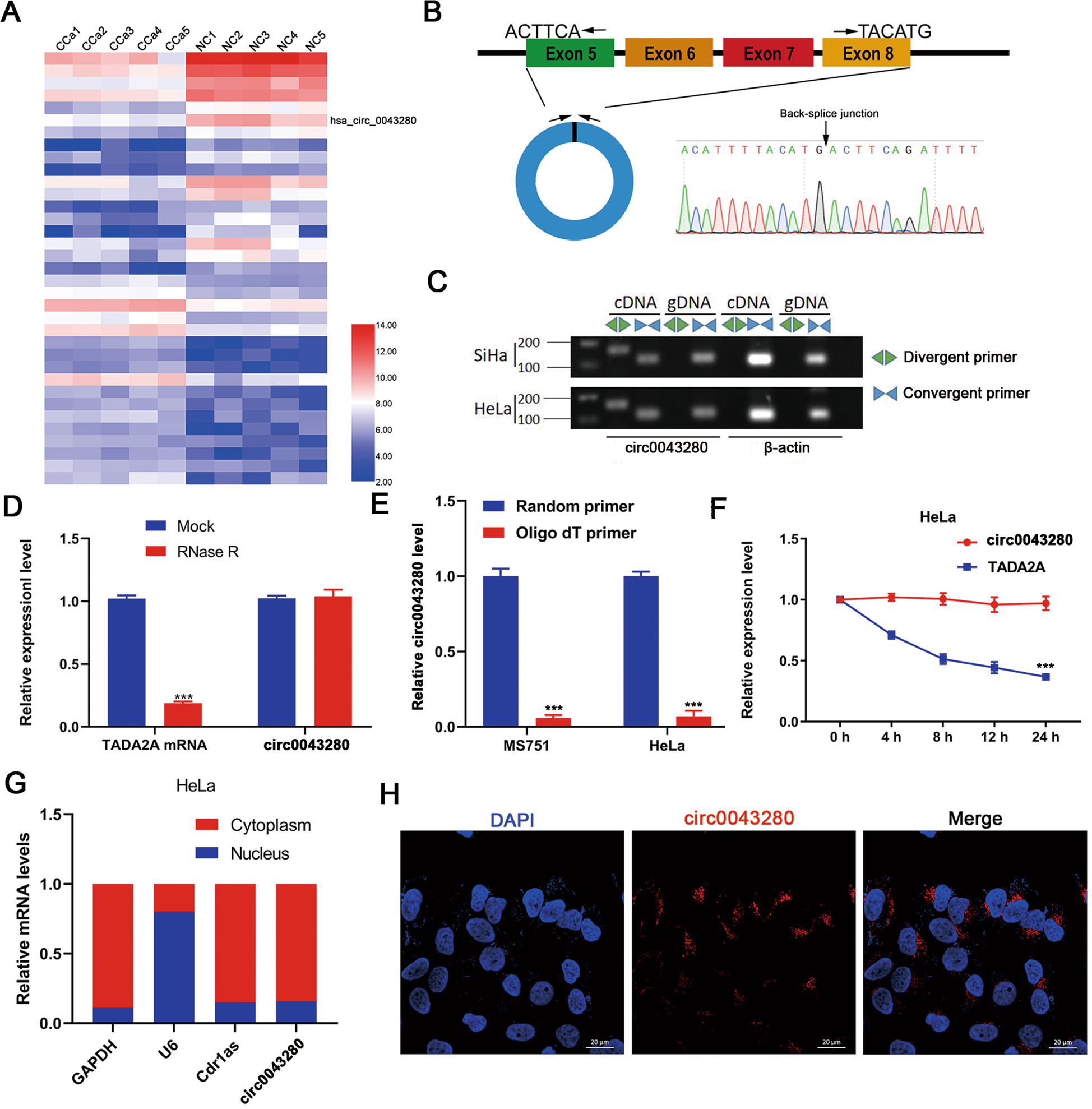 Fig. 1: Characterization of hsa_circ_0043280 in CCa cells.