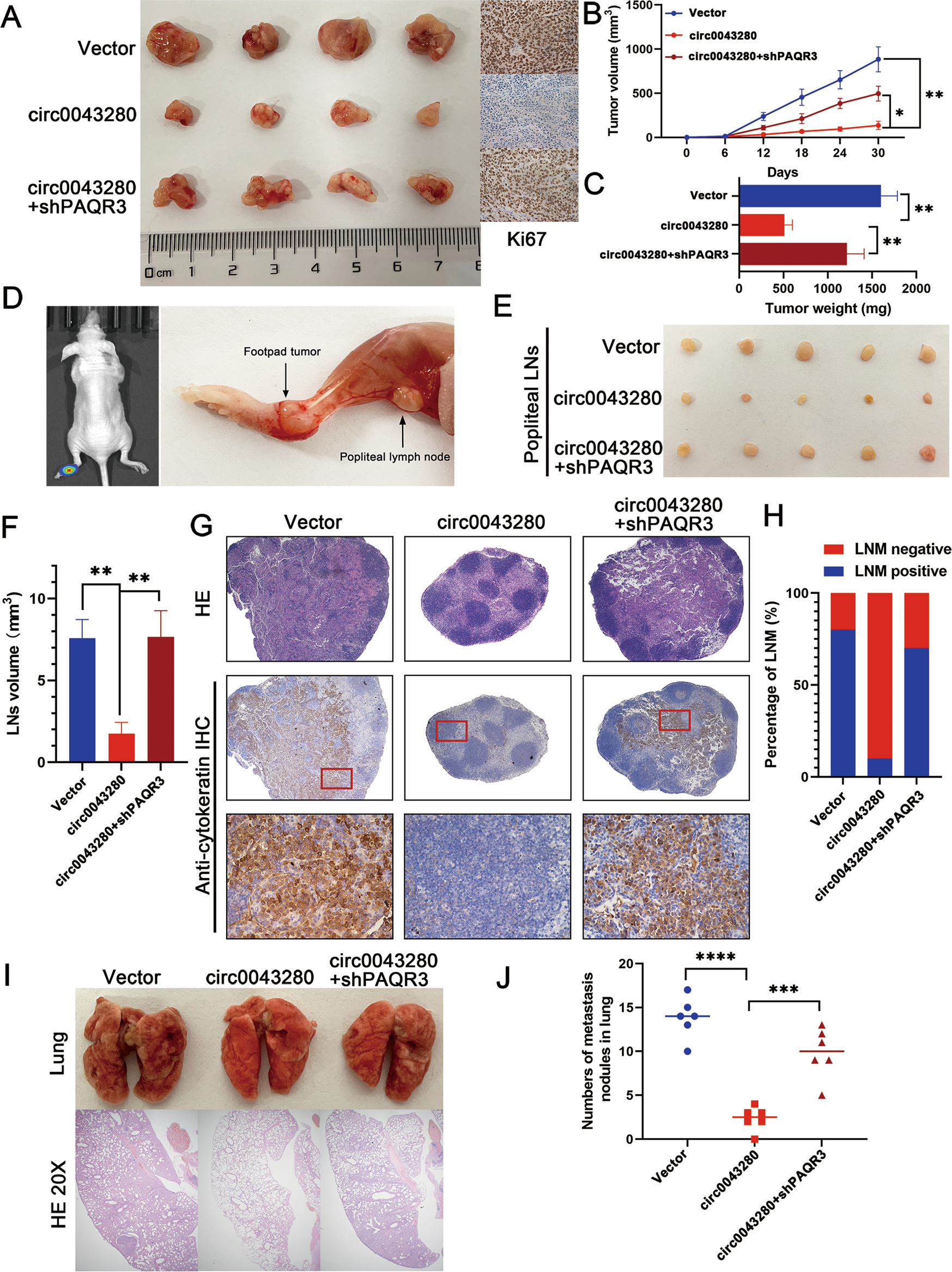 Fig. 5: Hsa_circ_0043280 suppresses tumor growth and metastasis in CCa via a mechanism involving PAQR3 in vivo.