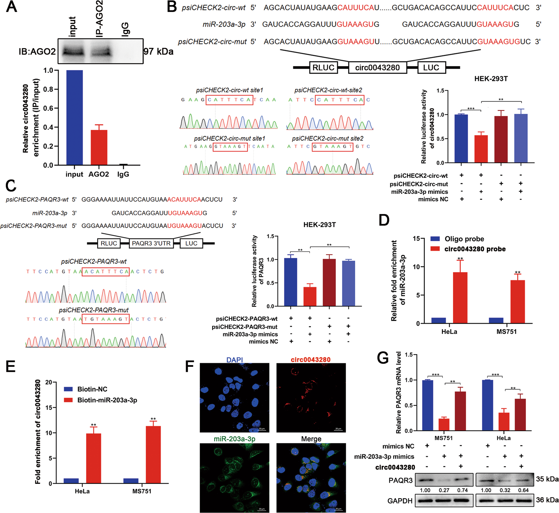 Fig. 6: Hsa_circ_0043280 sponged miR-203a-3p to regulate the expression of PAQR3.