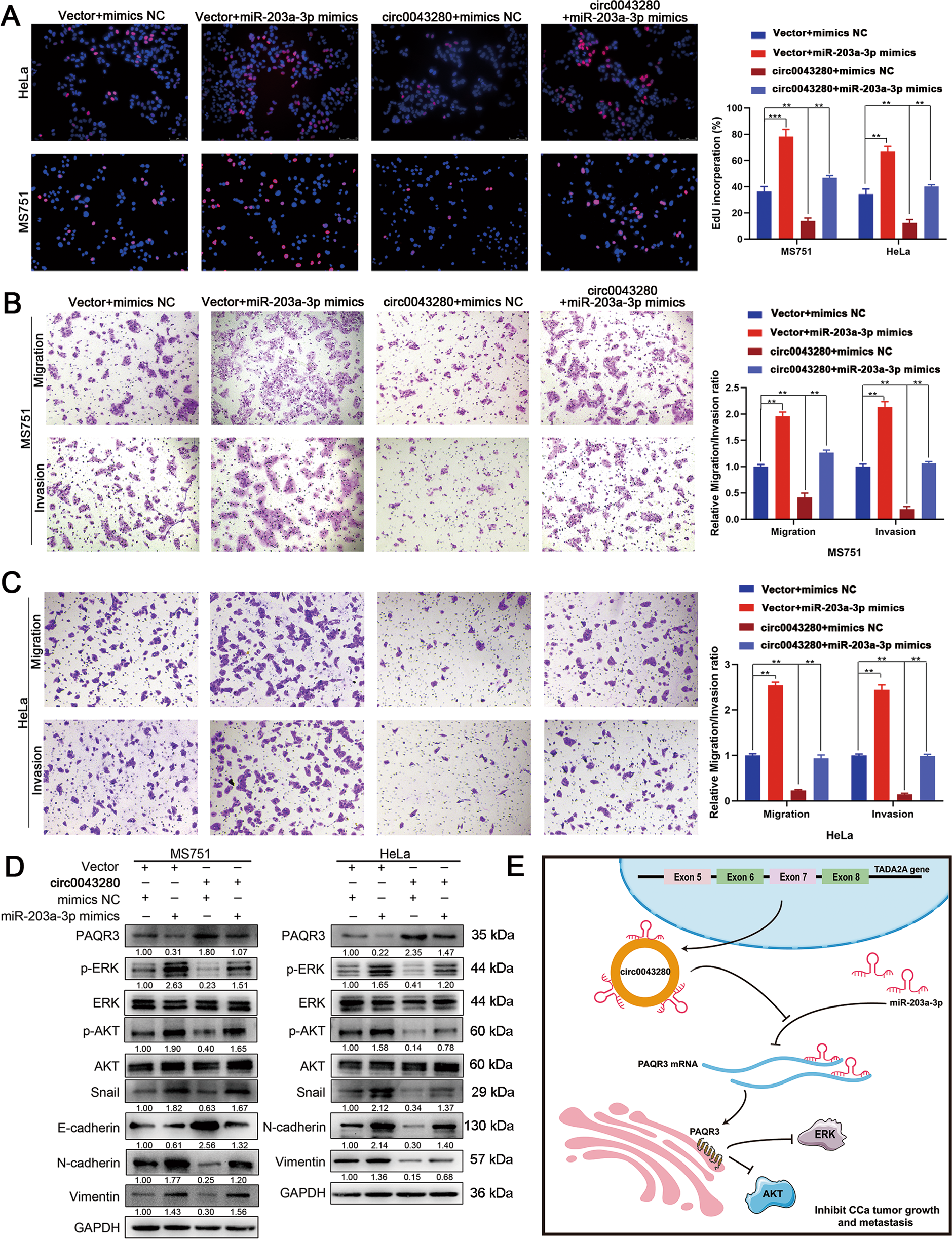 Fig. 7: Hsa_circ_0043280 inhibited the proliferation and metastasis of CCa via the miR-203a-3p/PAQR3 axis.